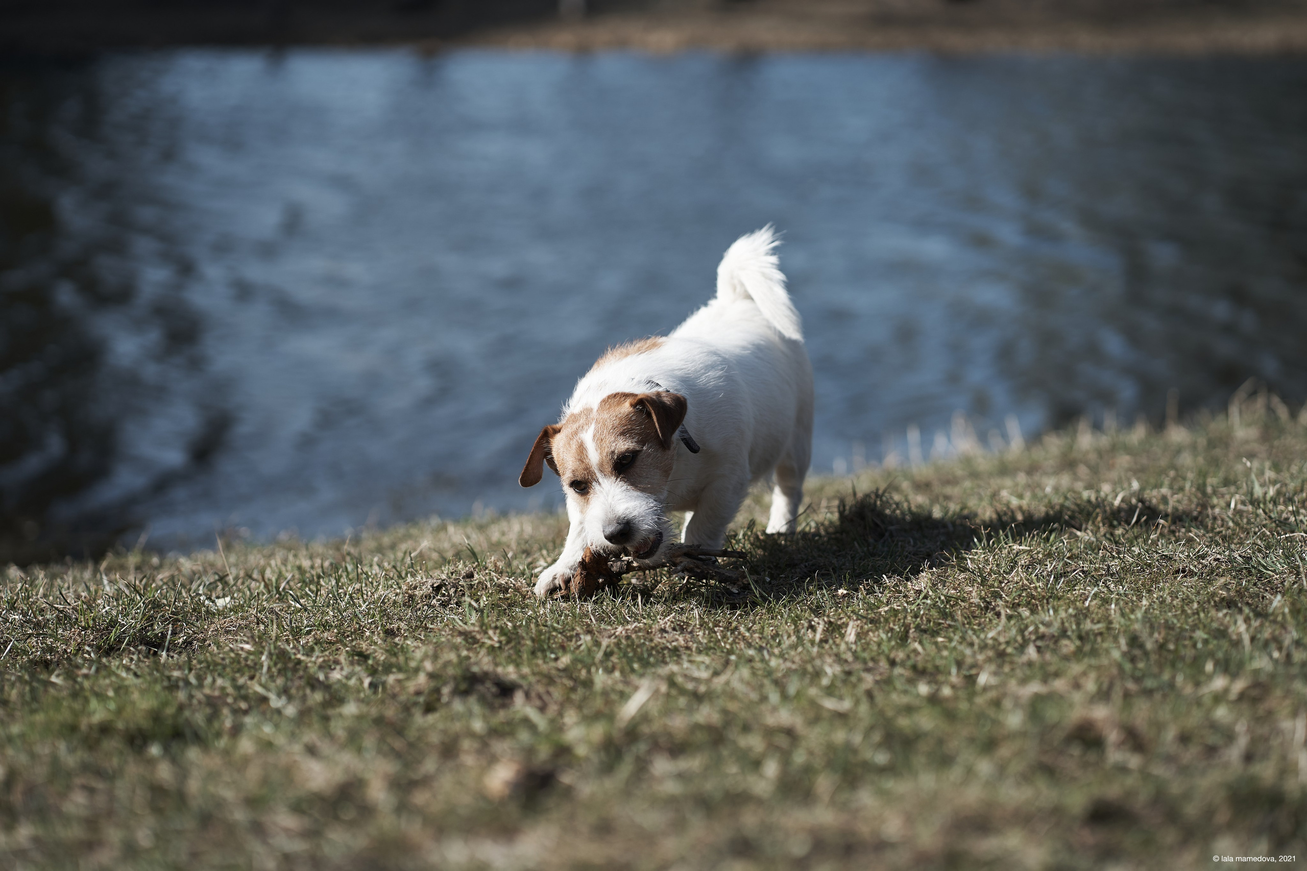 Jack Russell Terrier