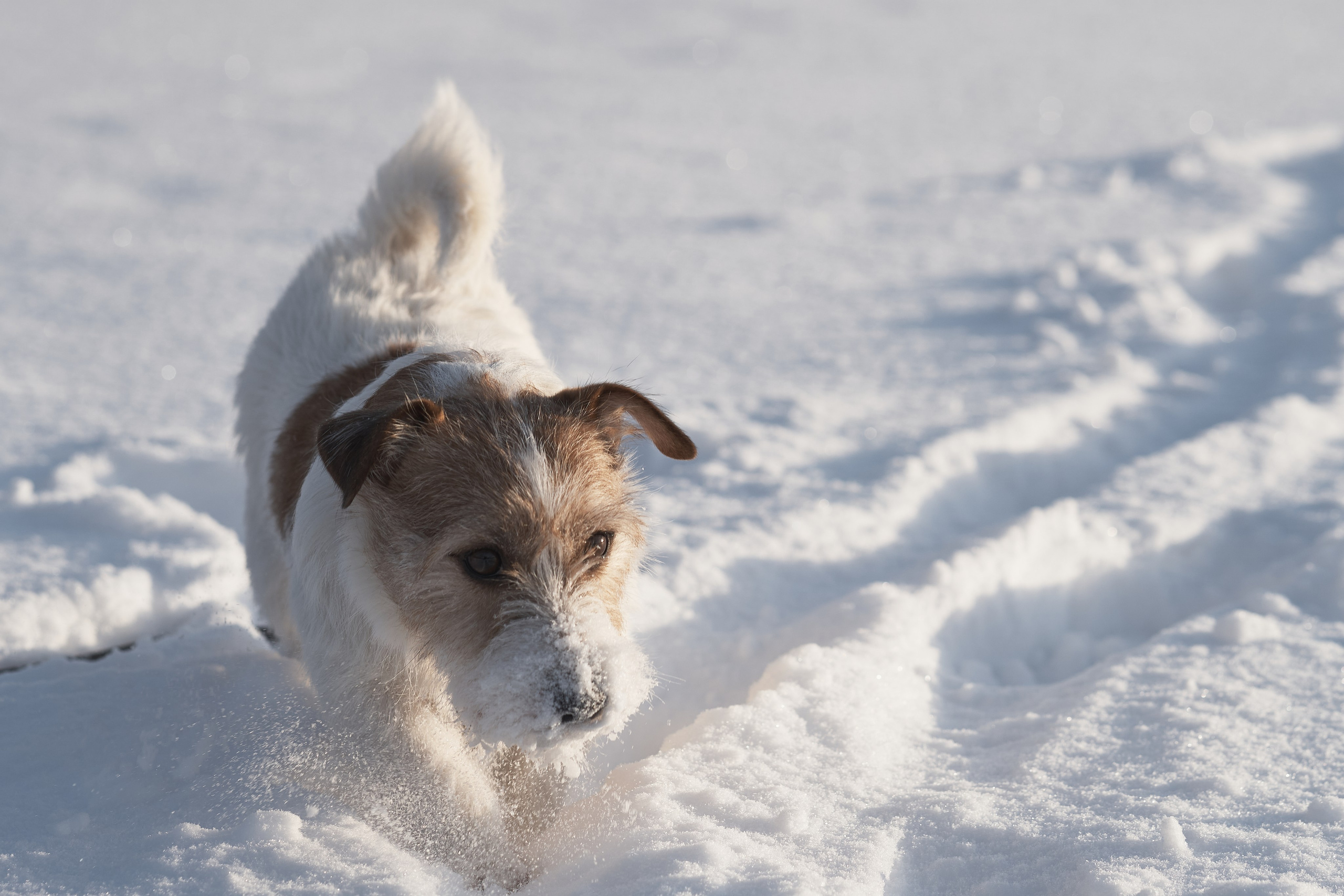 Jack Russell Terrier
