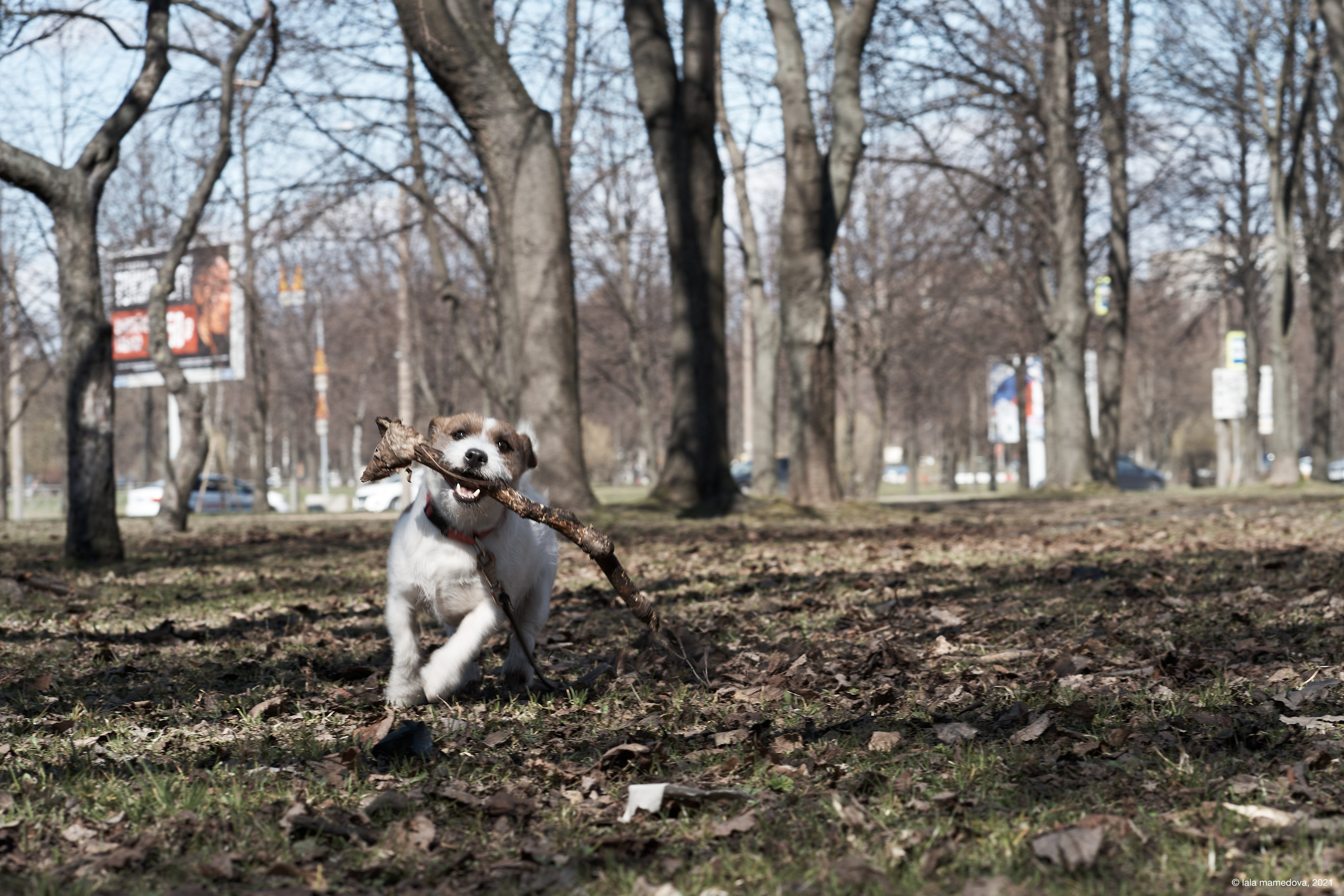 Jack Russell Terrier