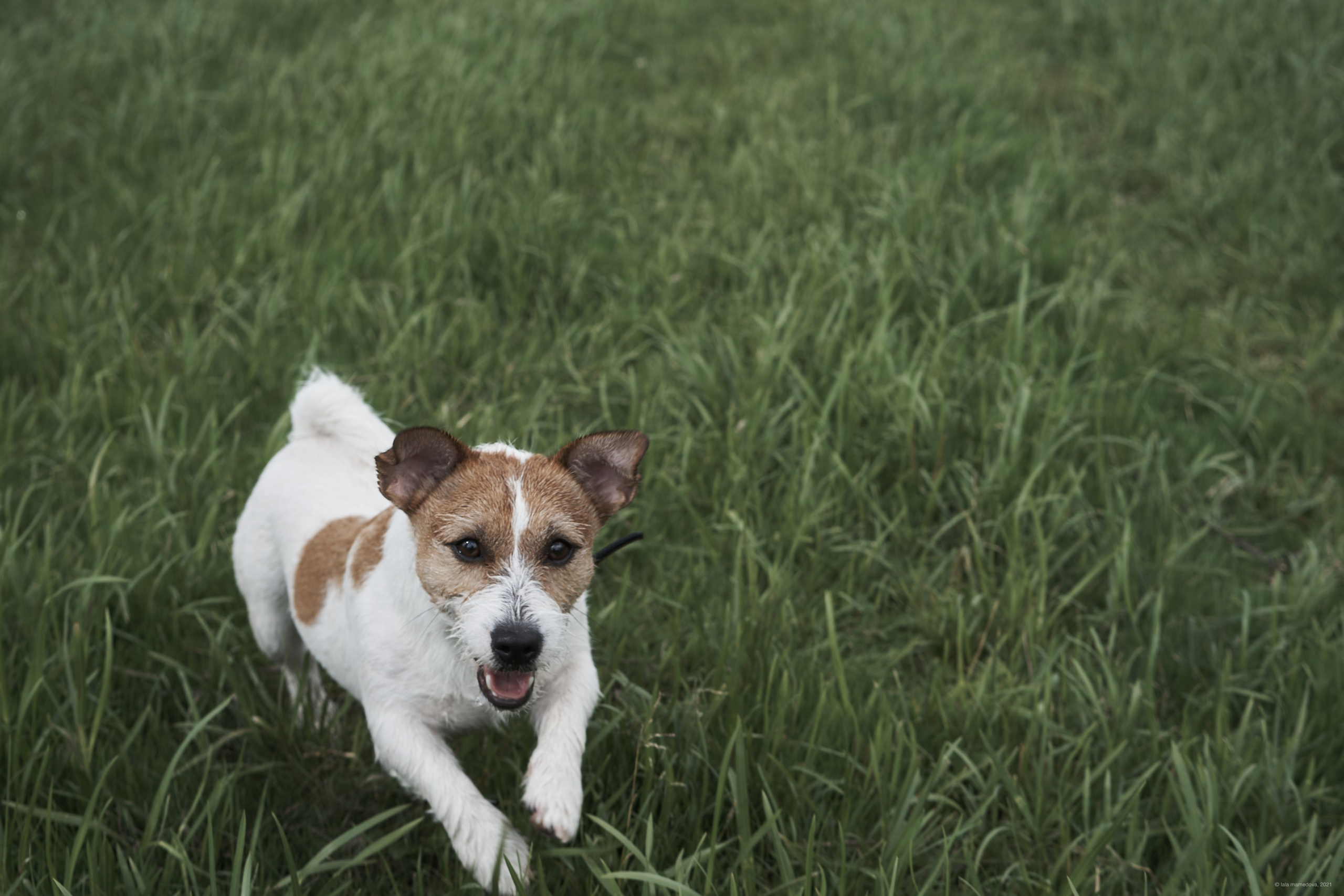 Jack Russell Terrier