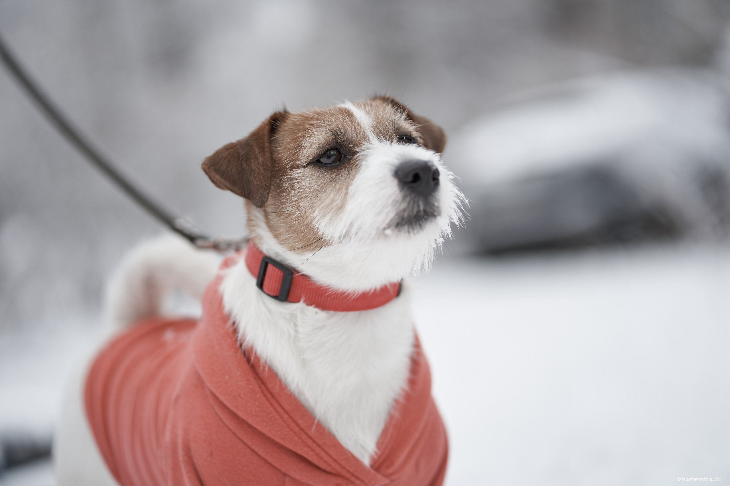 Jack Russell Terrier