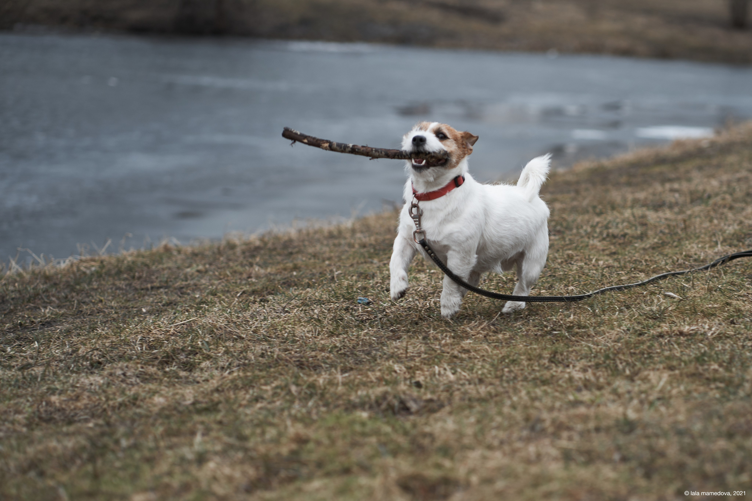 Jack Russell Terrier