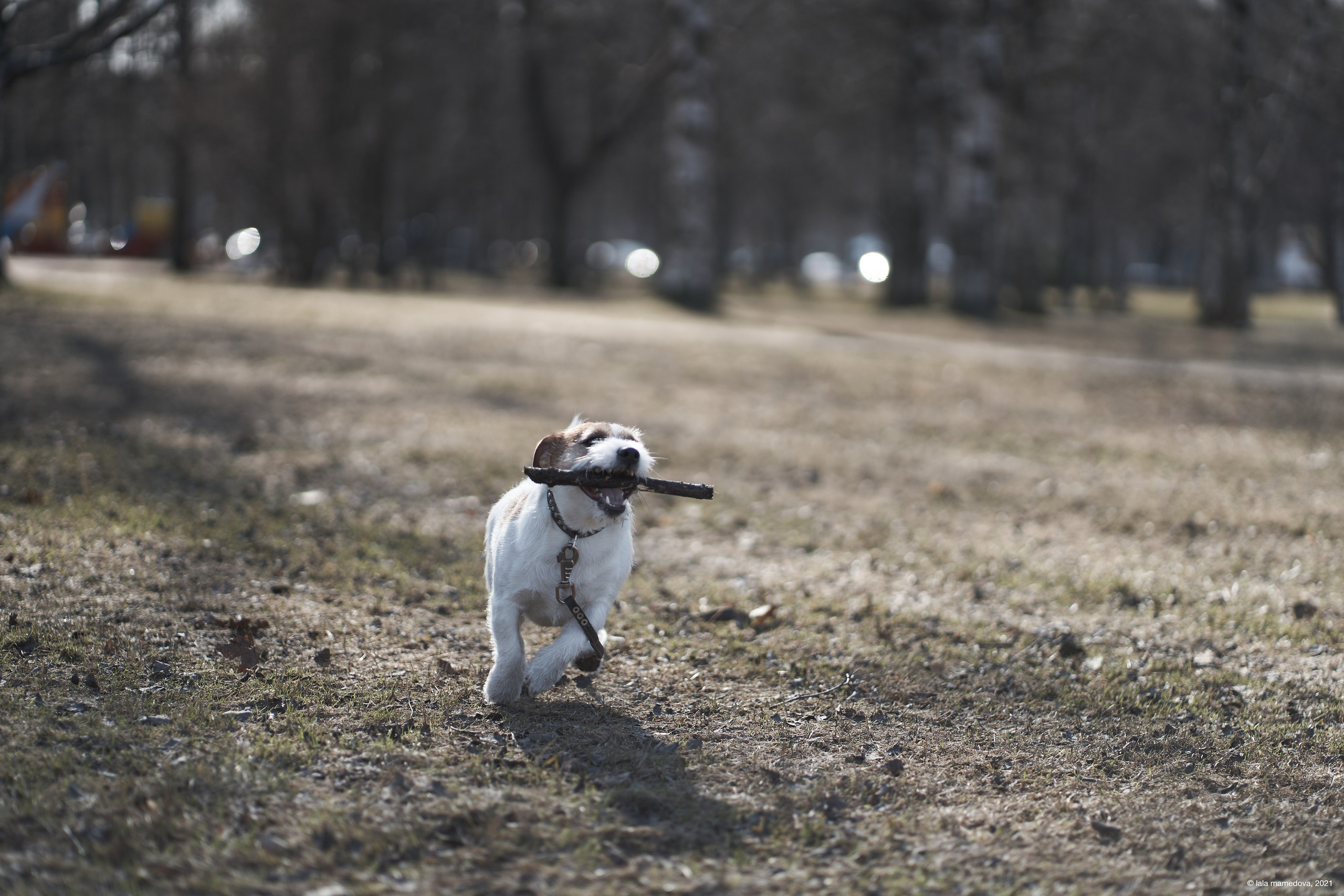 Jack Russell Terrier