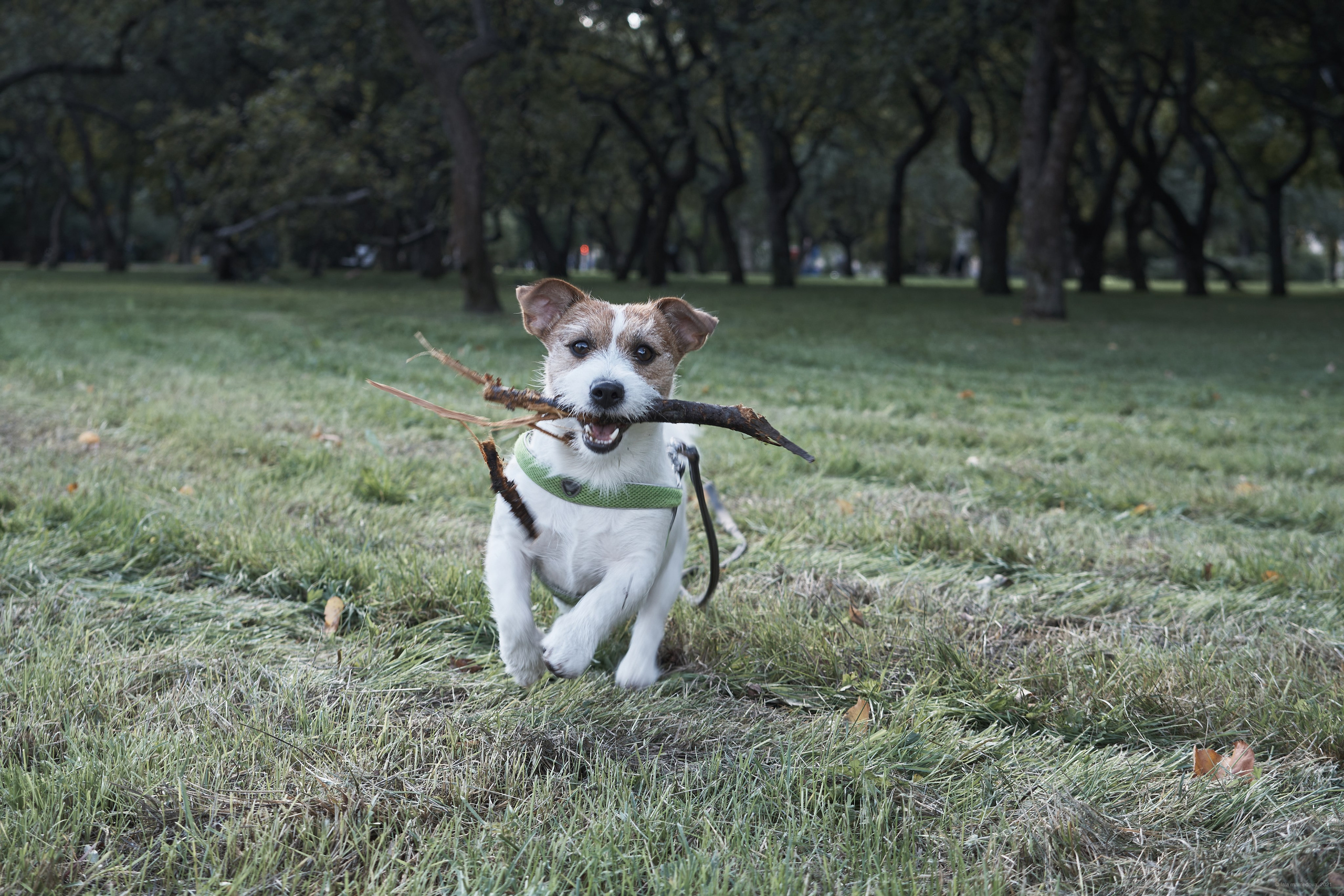 Jack Russell Terrier