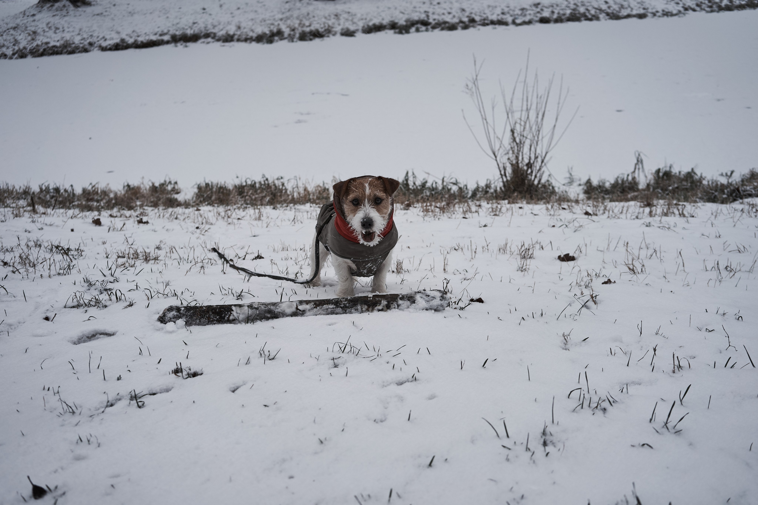 Jack Russell Terrier