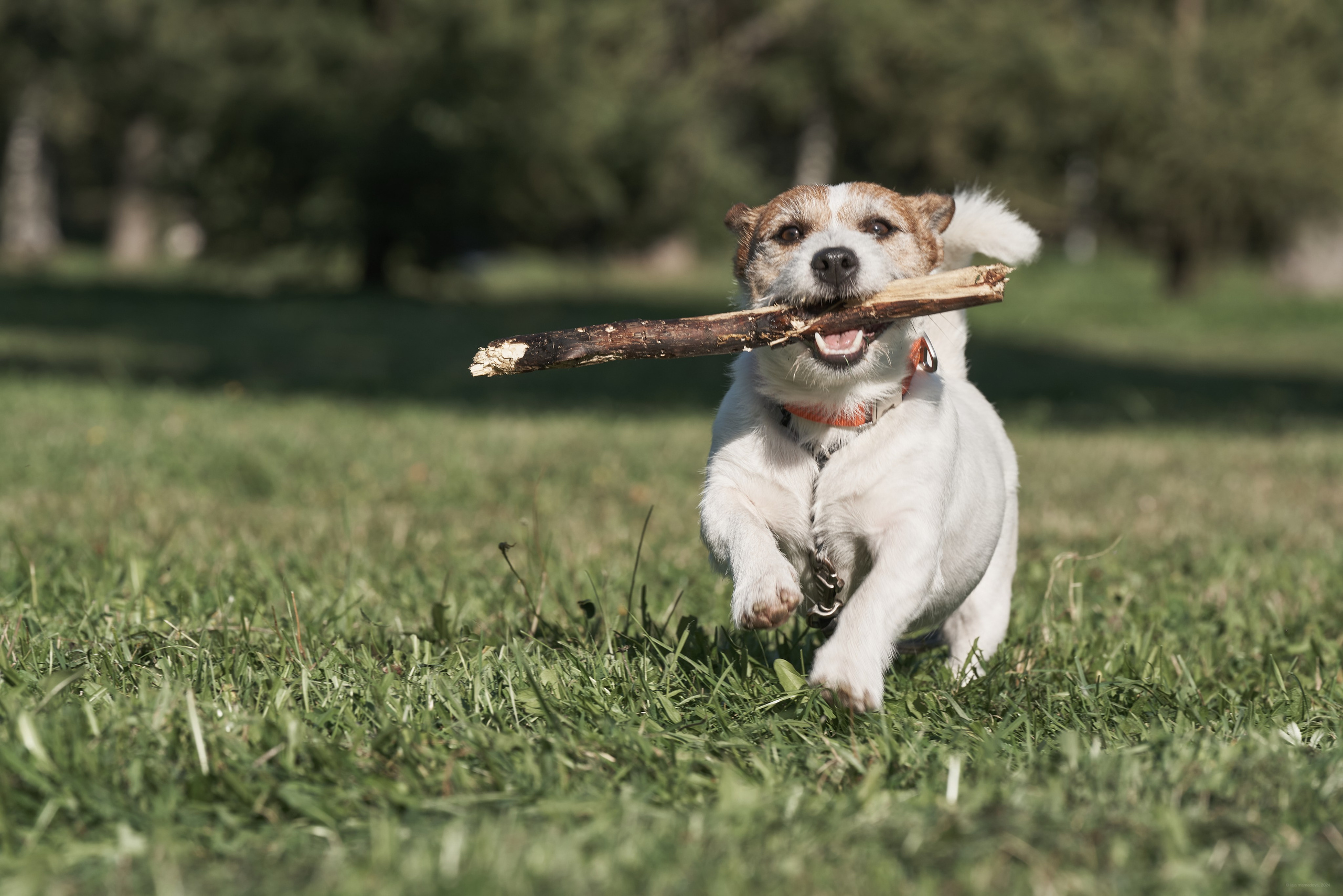 Jack Russell Terrier