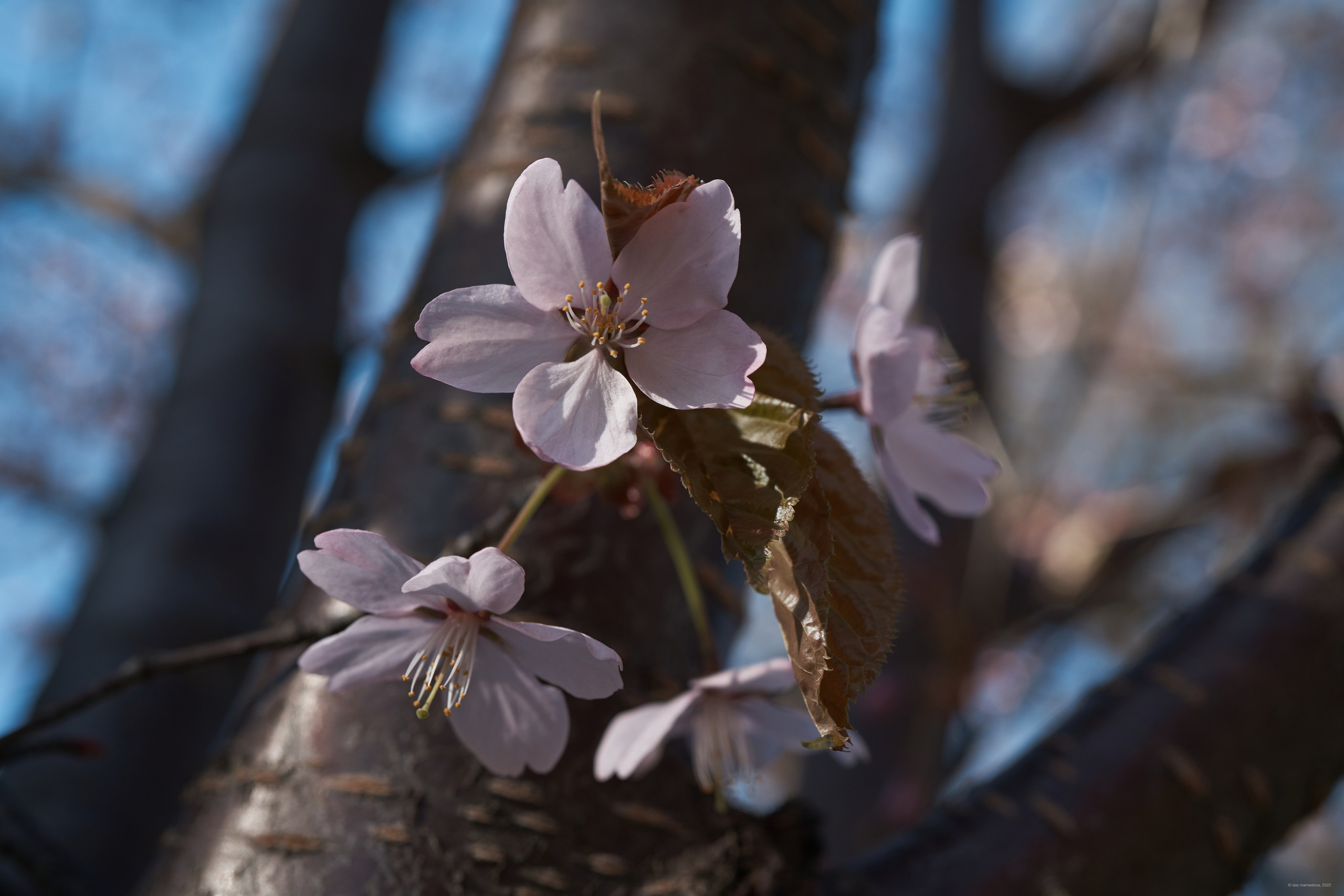 Природа