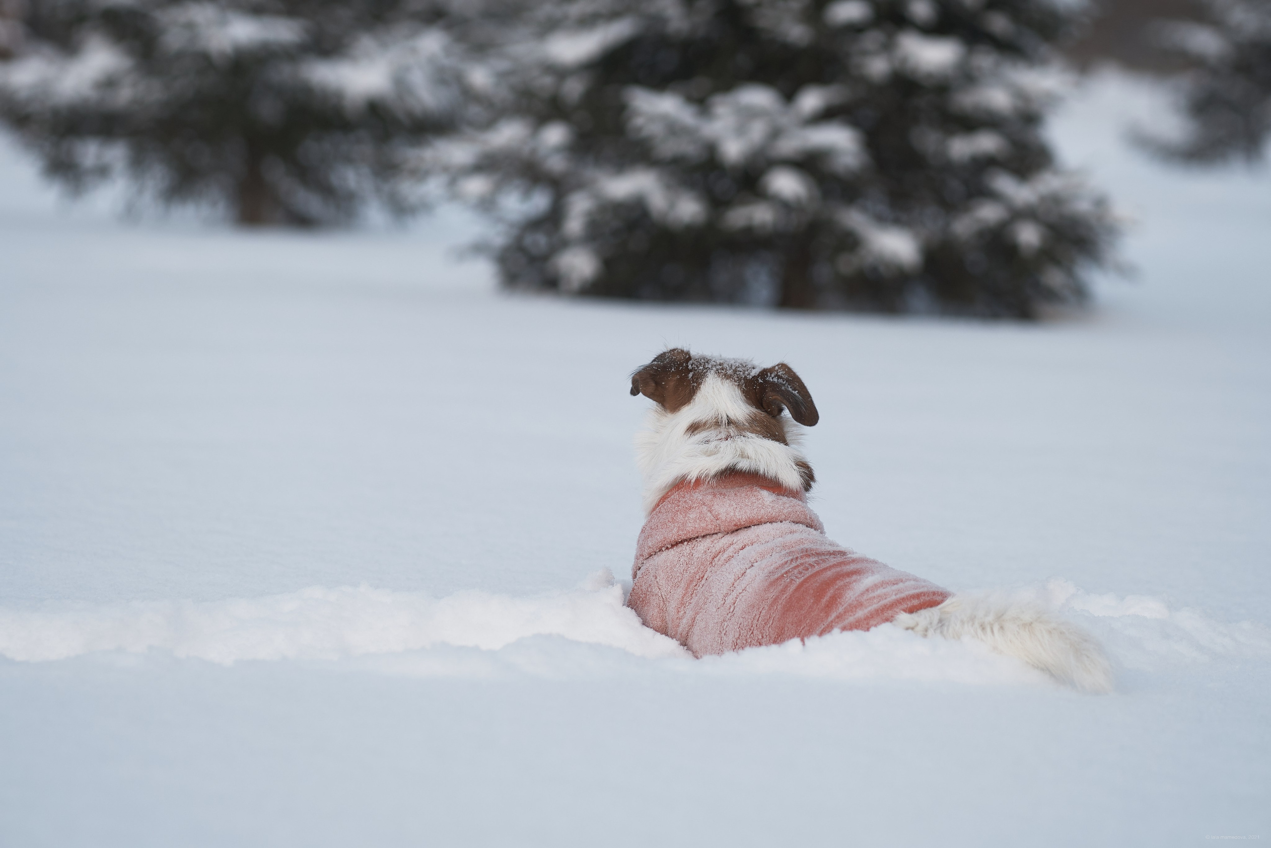 Jack Russell Terrier