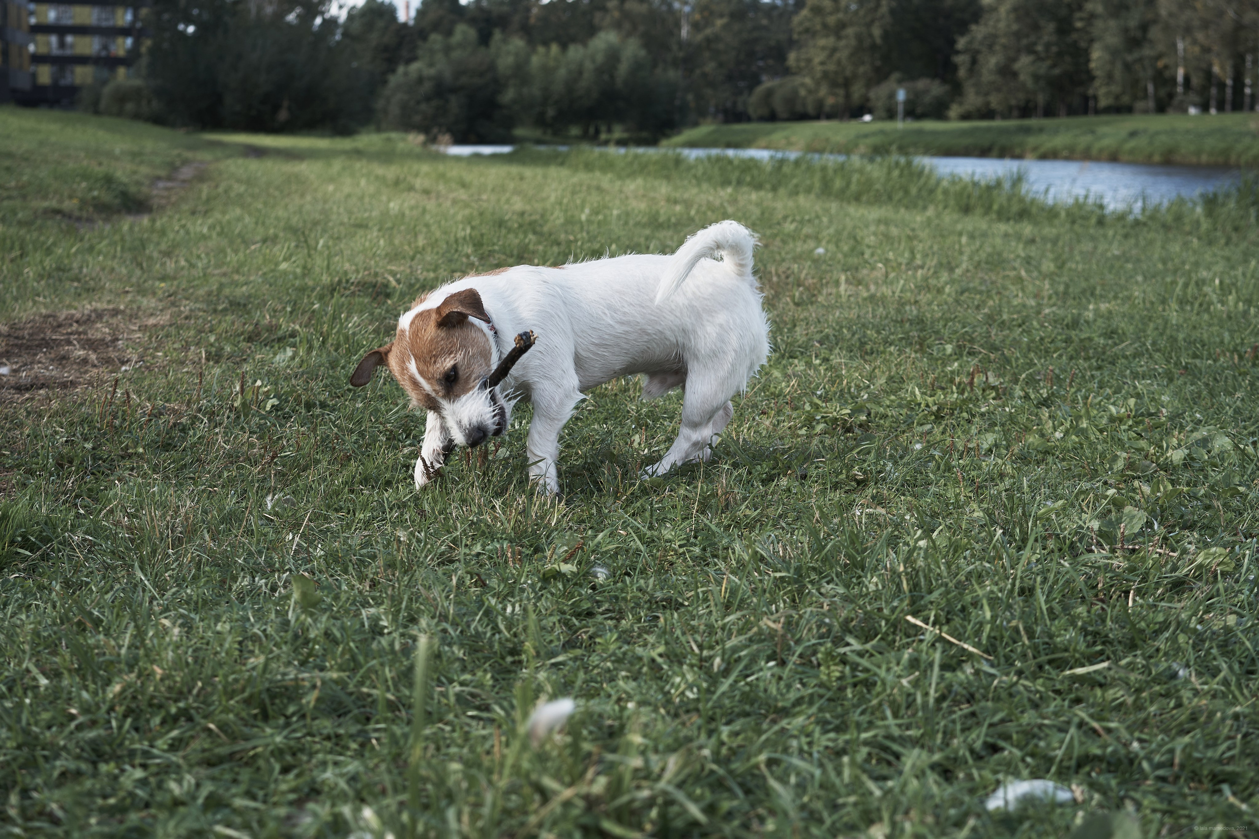 Jack Russell Terrier