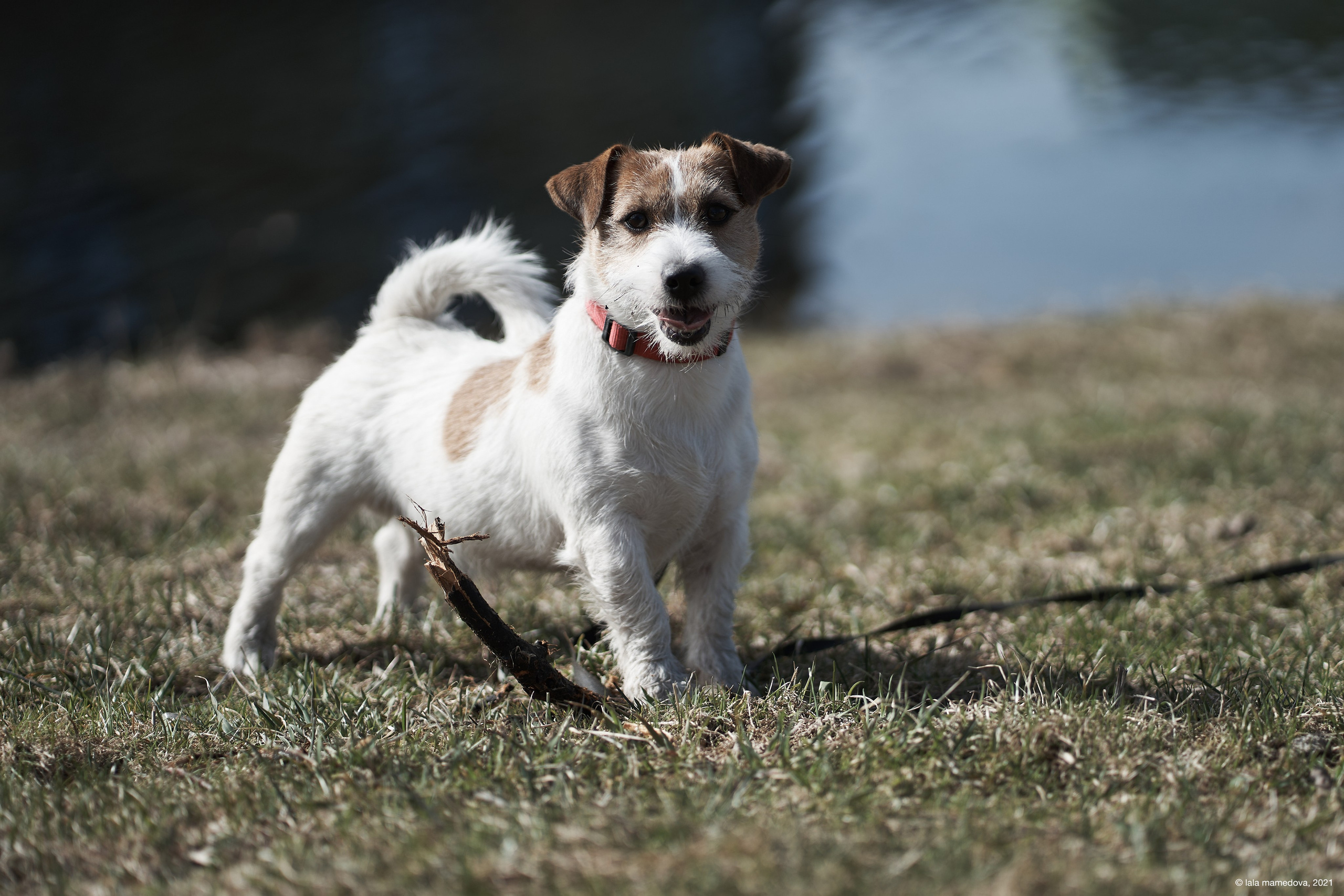 Jack Russell Terrier