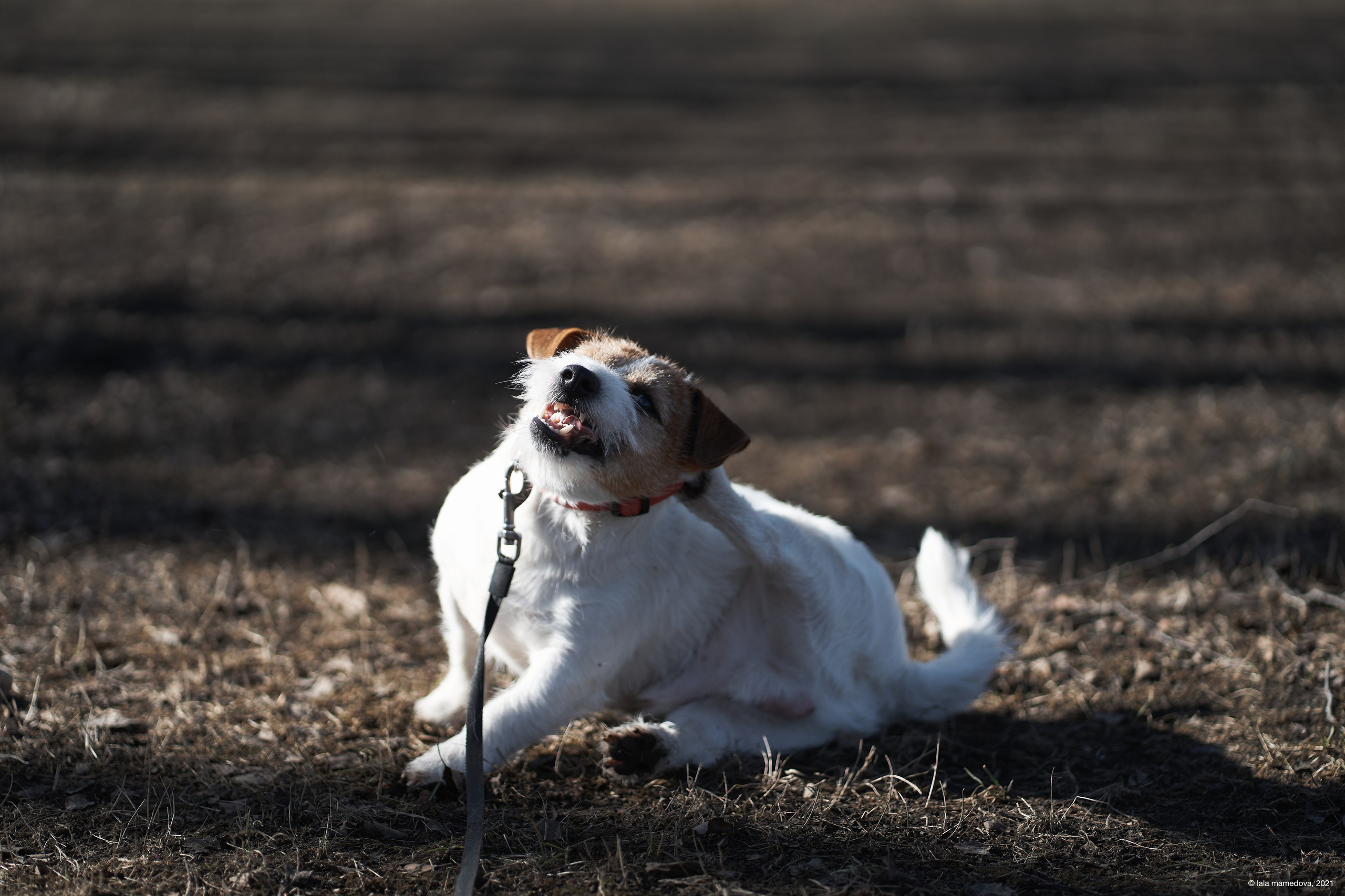 Jack Russell Terrier