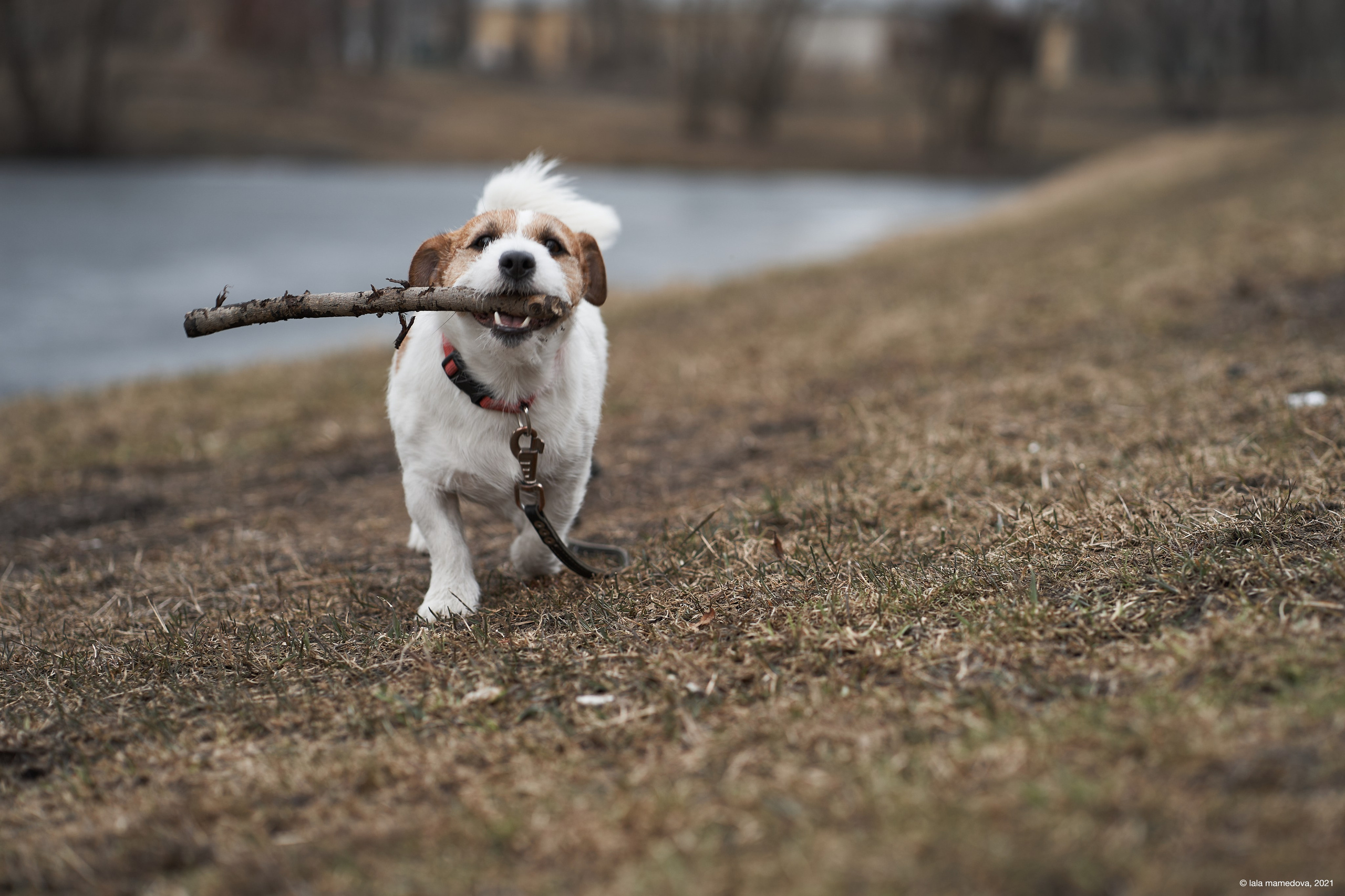 Jack Russell Terrier