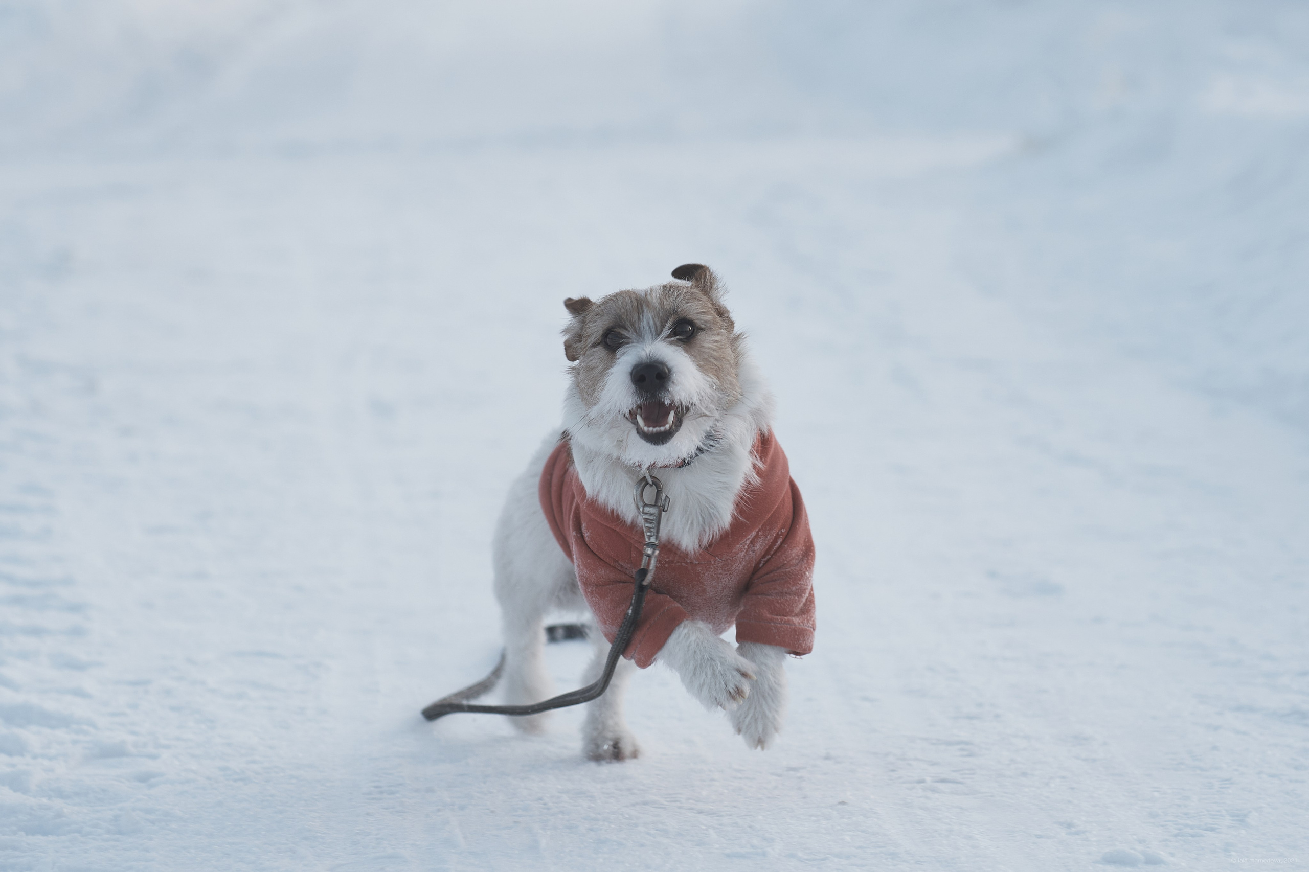 Jack Russell Terrier