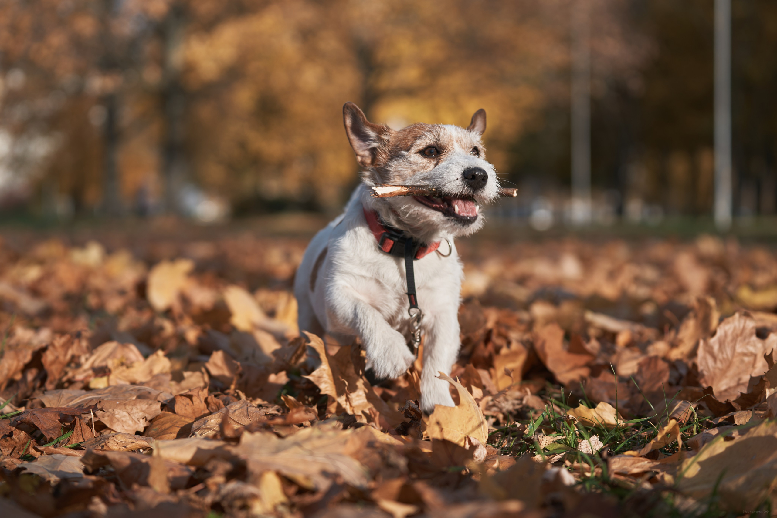 Jack Russell Terrier