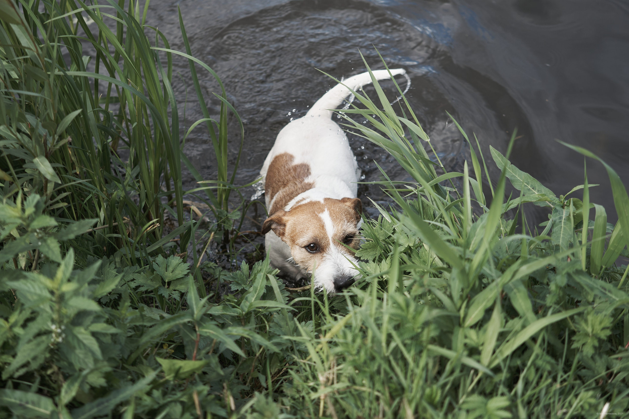 Jack Russell Terrier