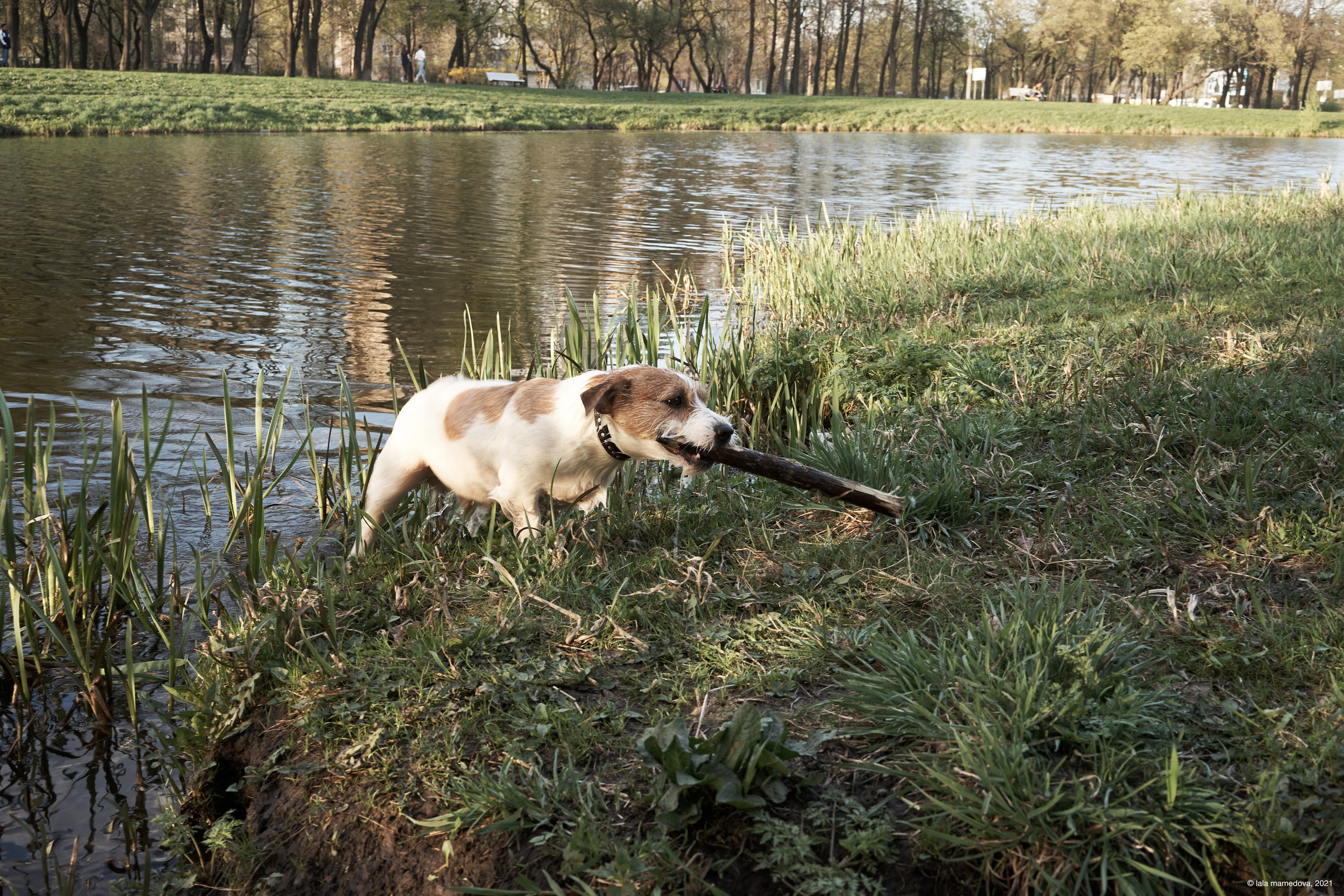 Jack Russell Terrier