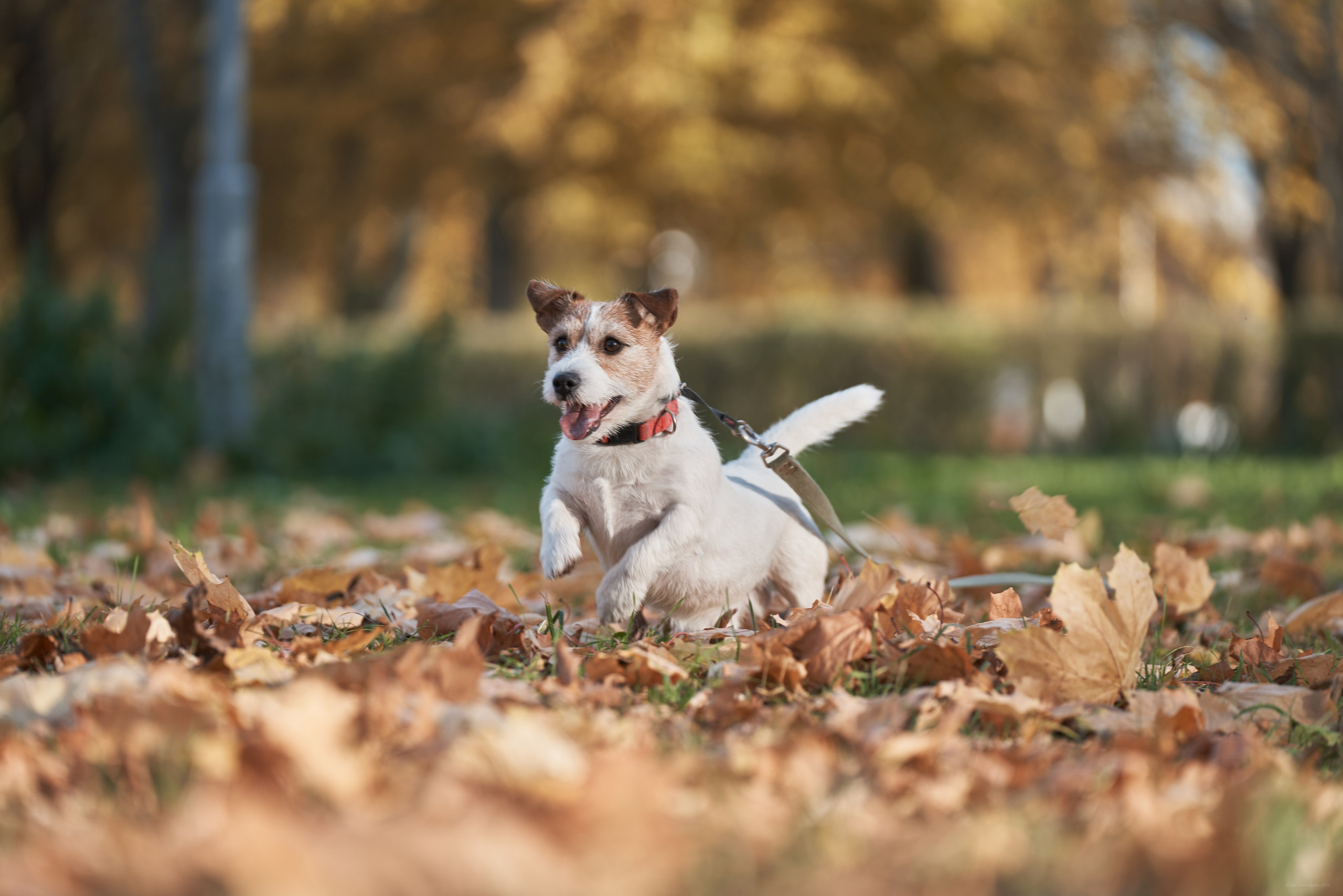 Jack Russell Terrier