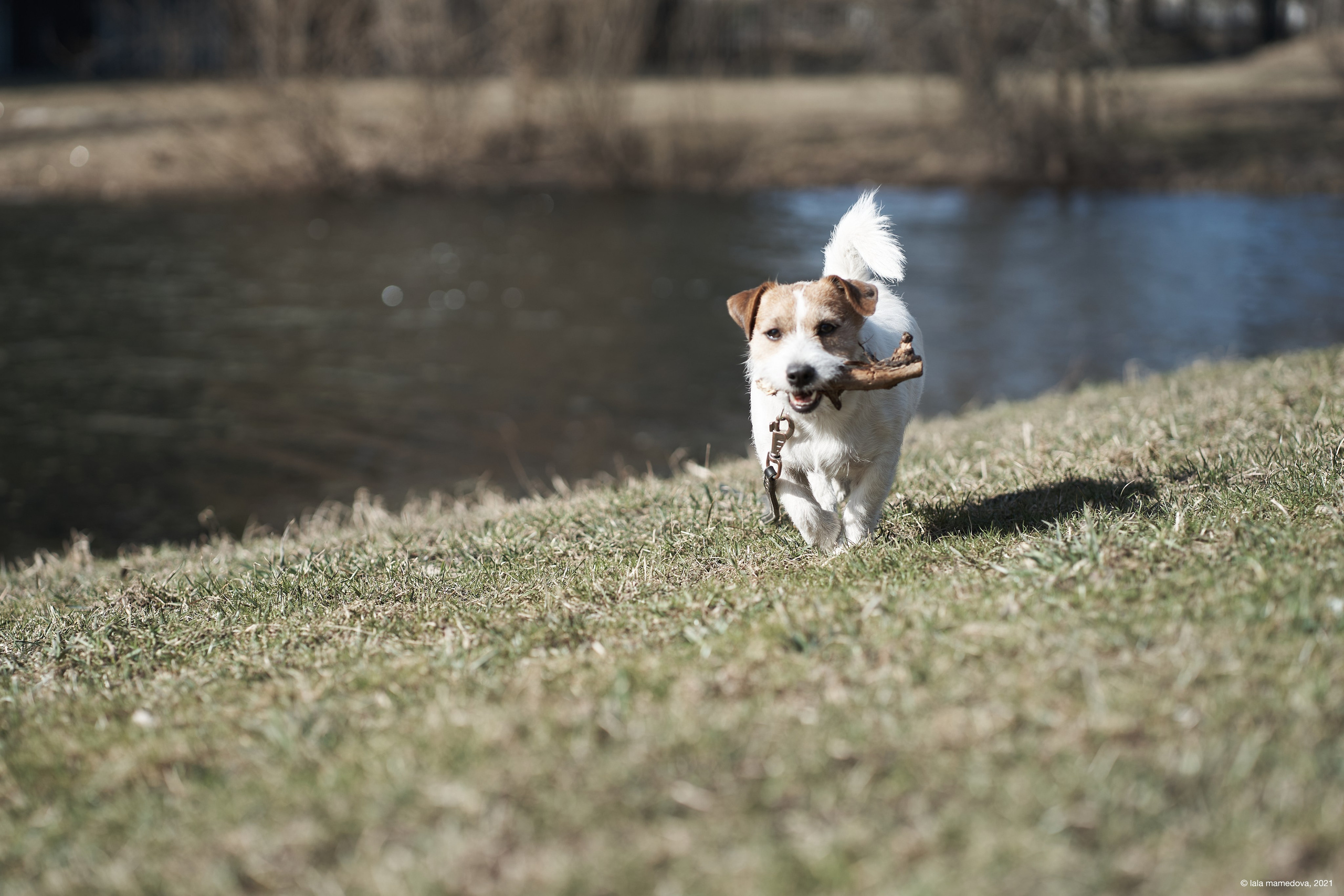 Jack Russell Terrier