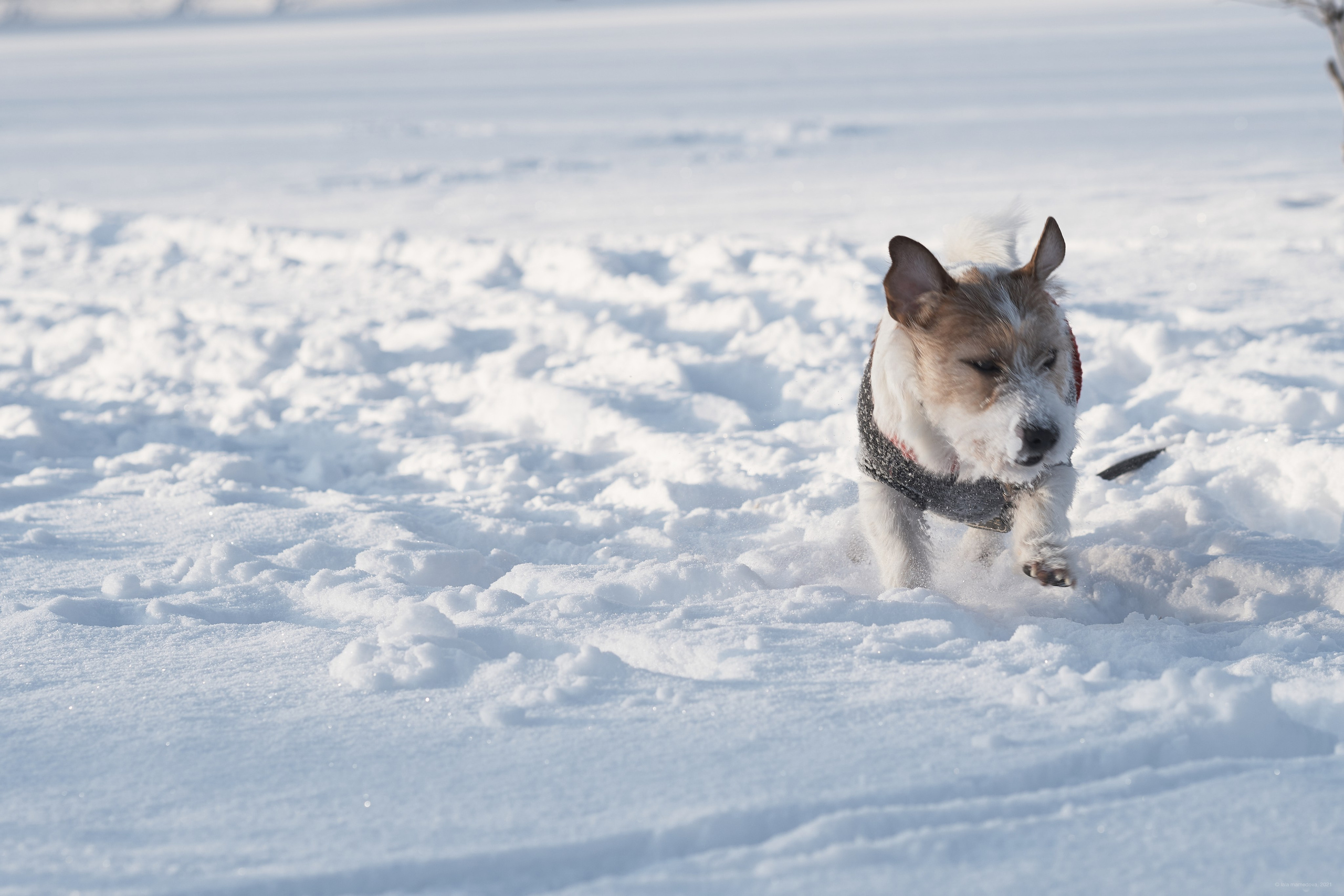 Jack Russell Terrier