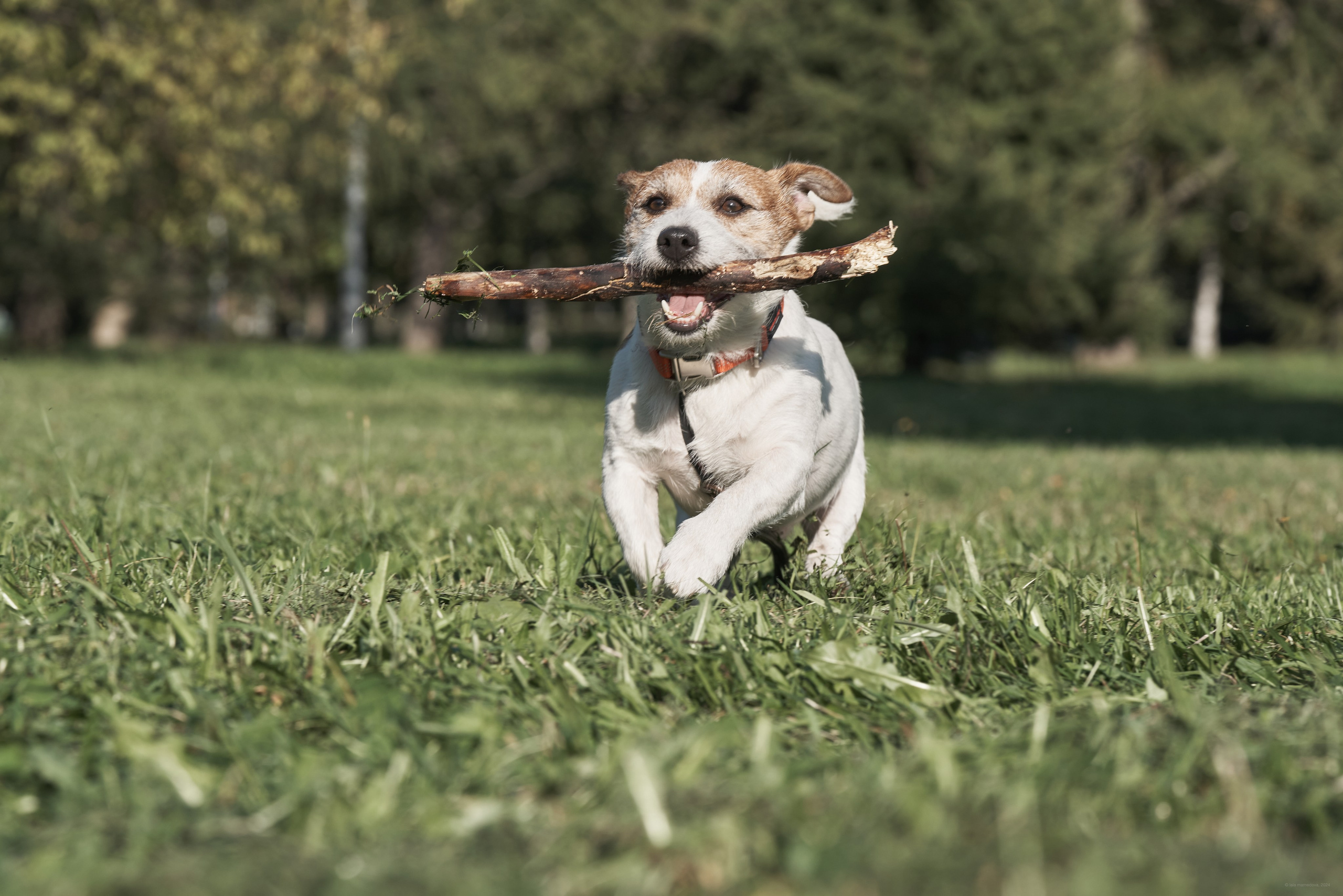 Jack Russell Terrier