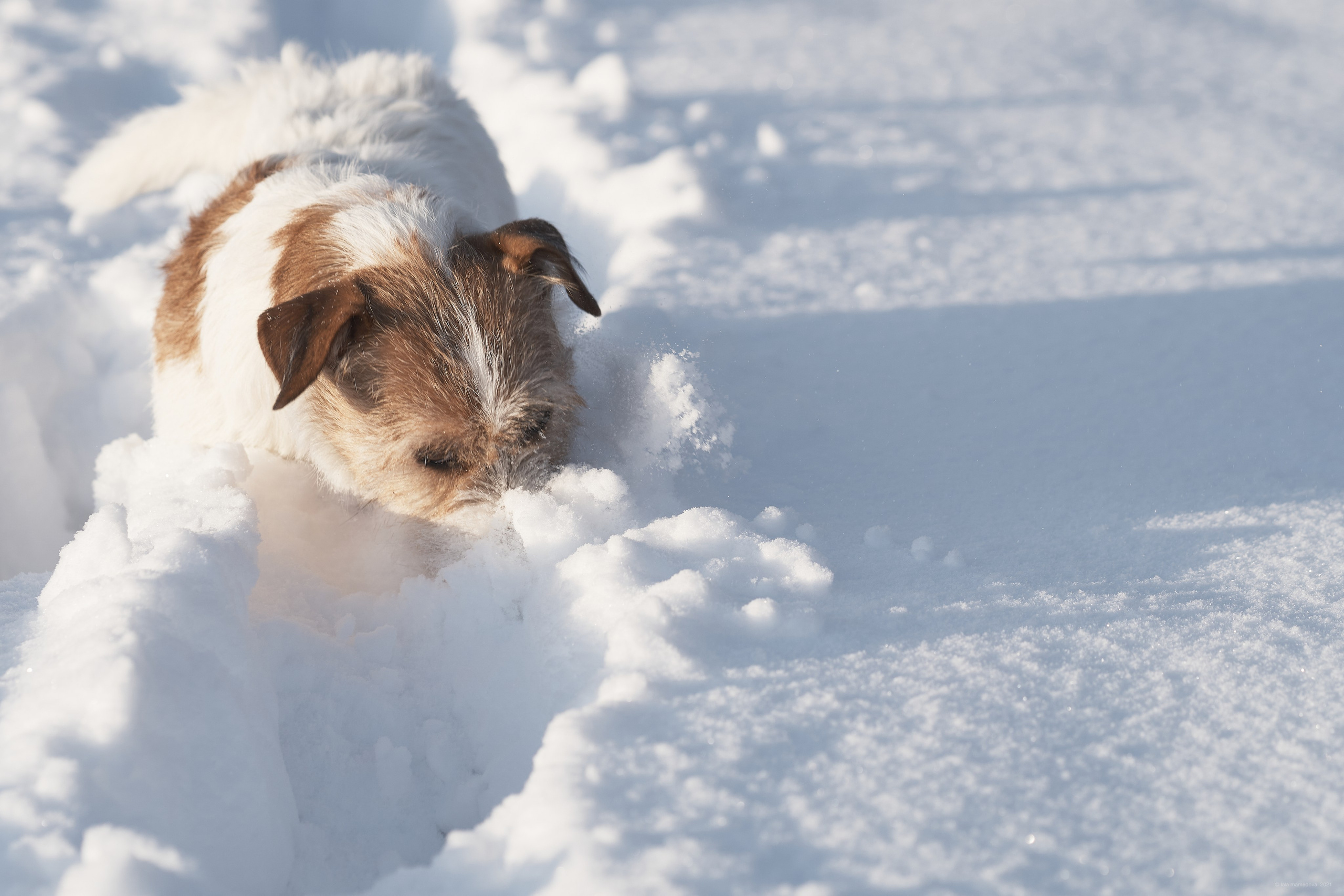 Jack Russell Terrier