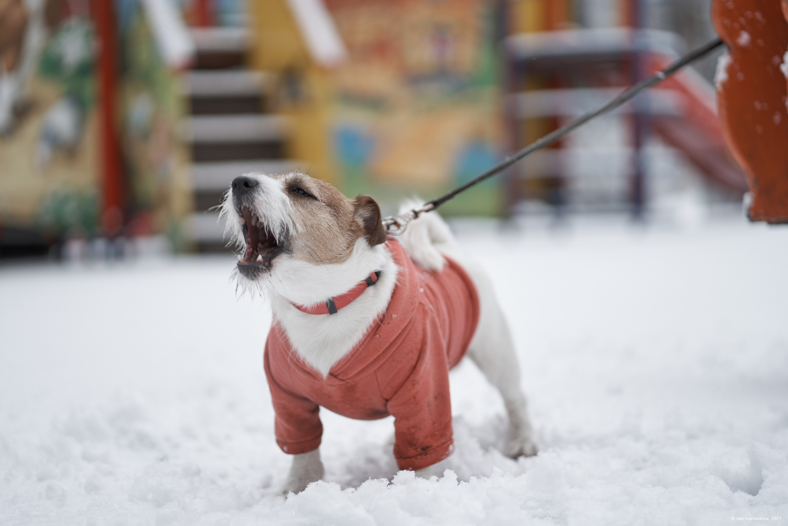 Jack Russell Terrier