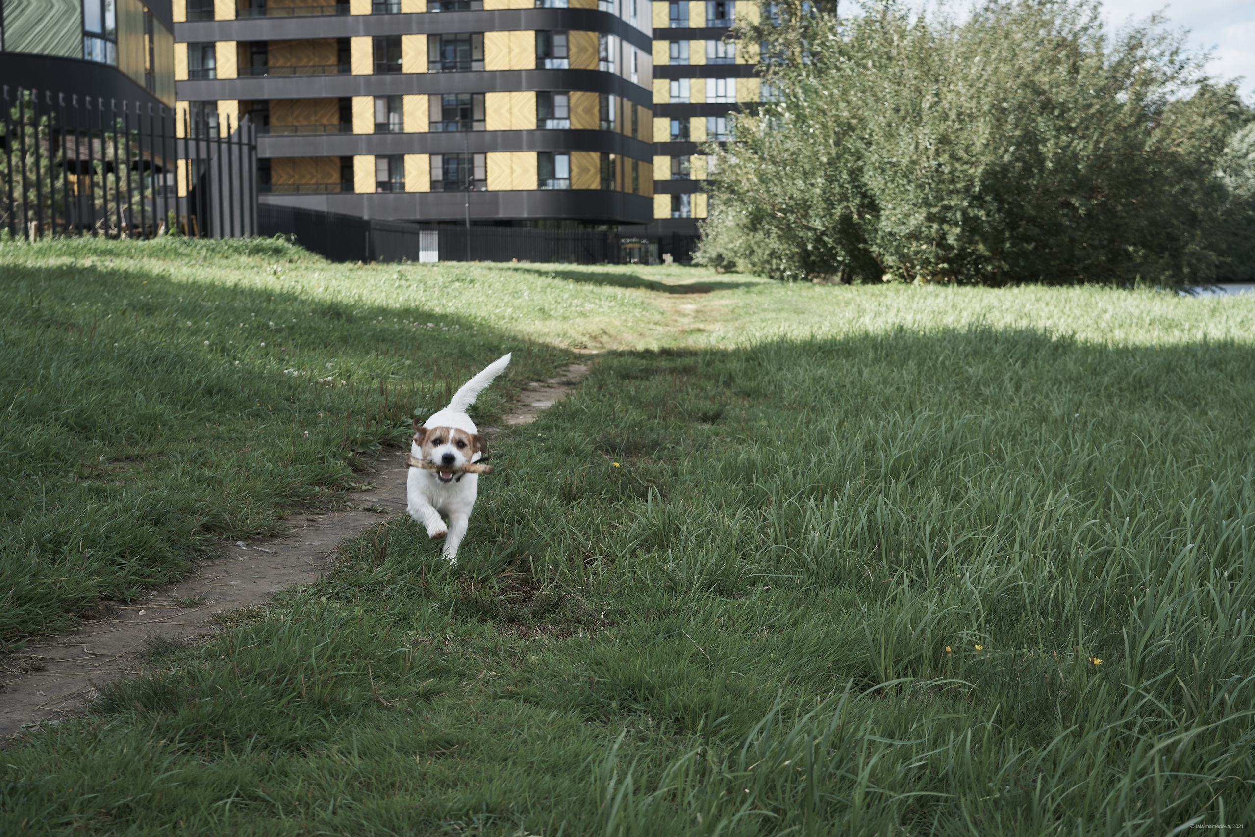 Jack Russell Terrier