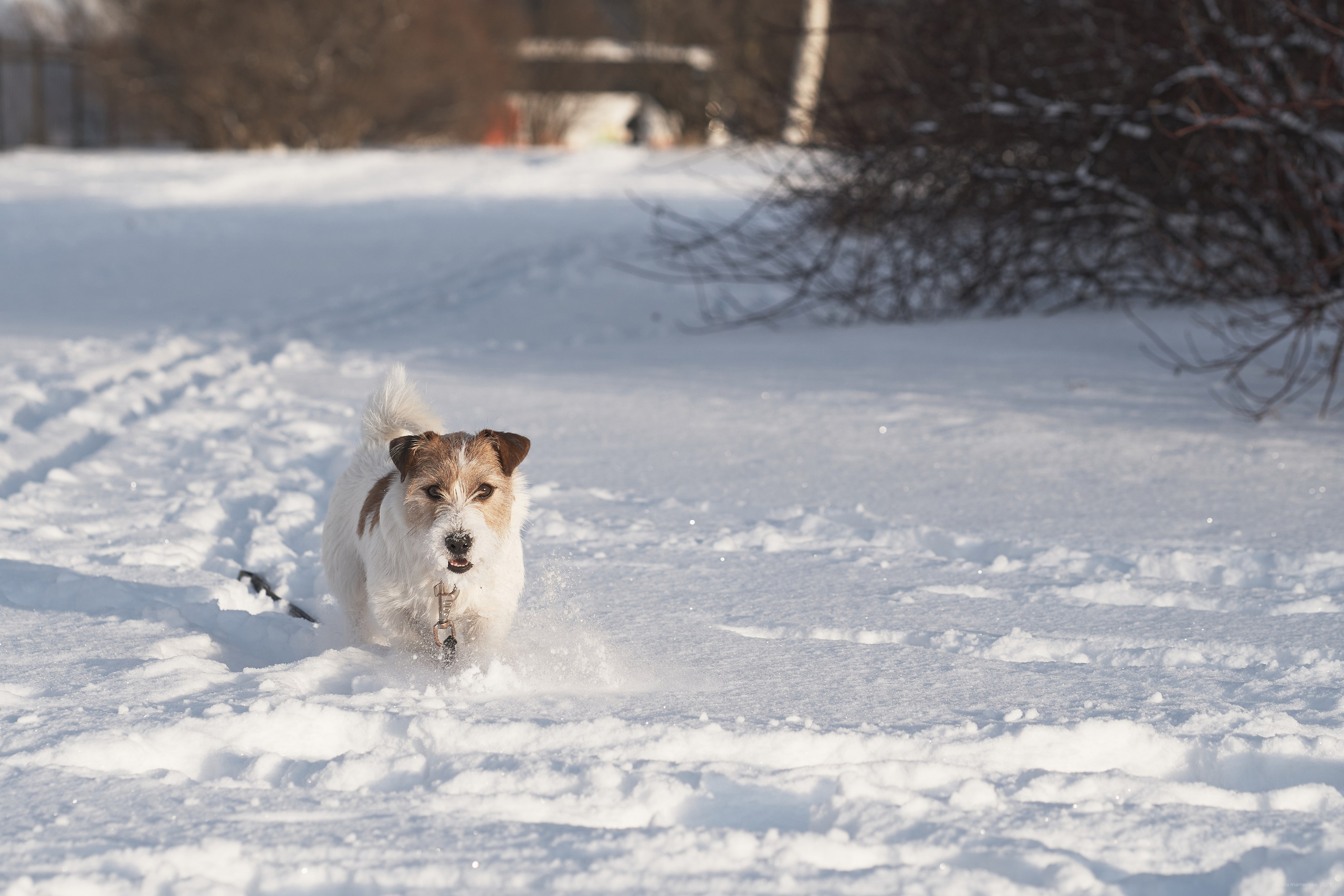 Jack Russell Terrier