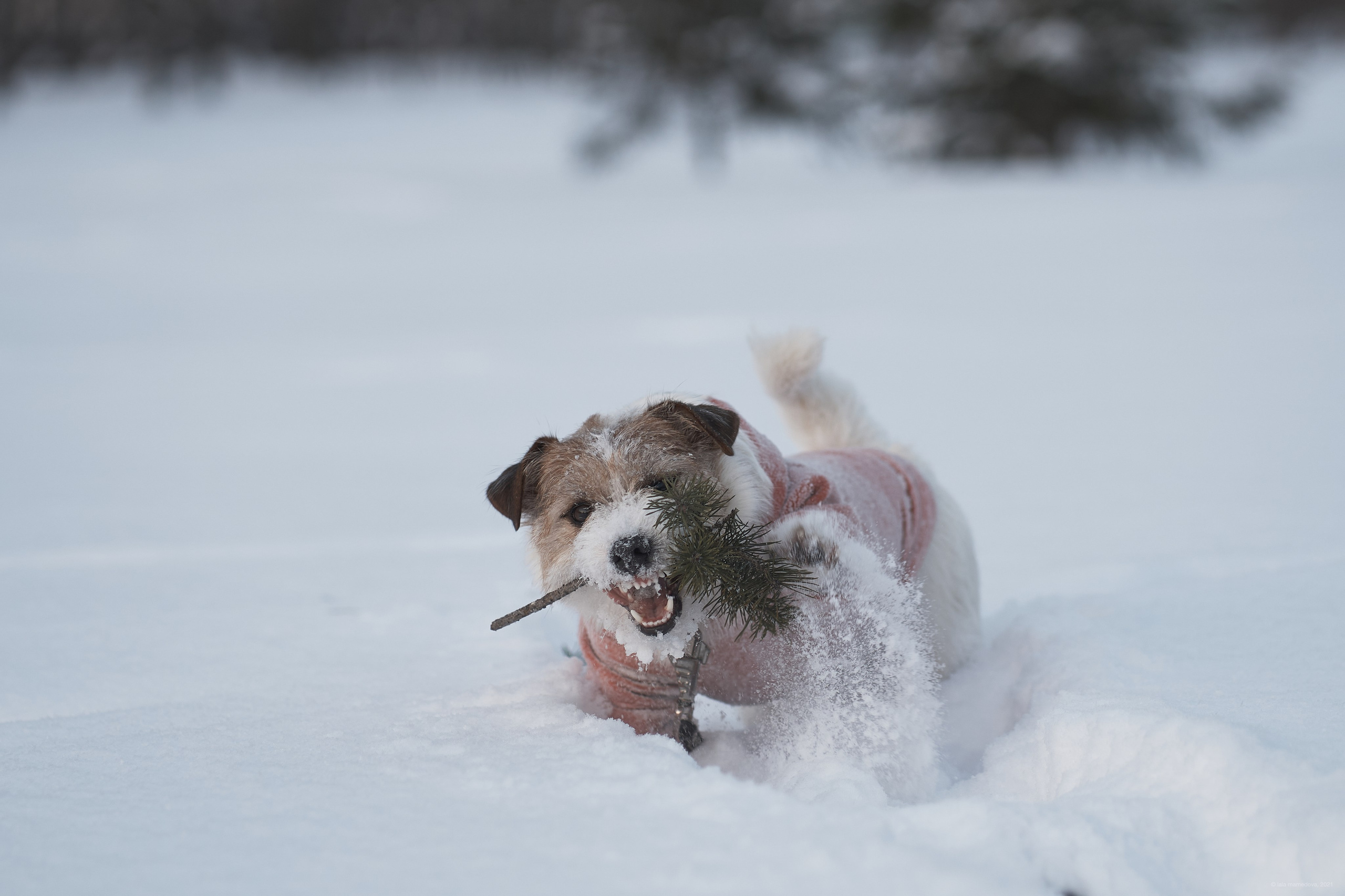 Jack Russell Terrier