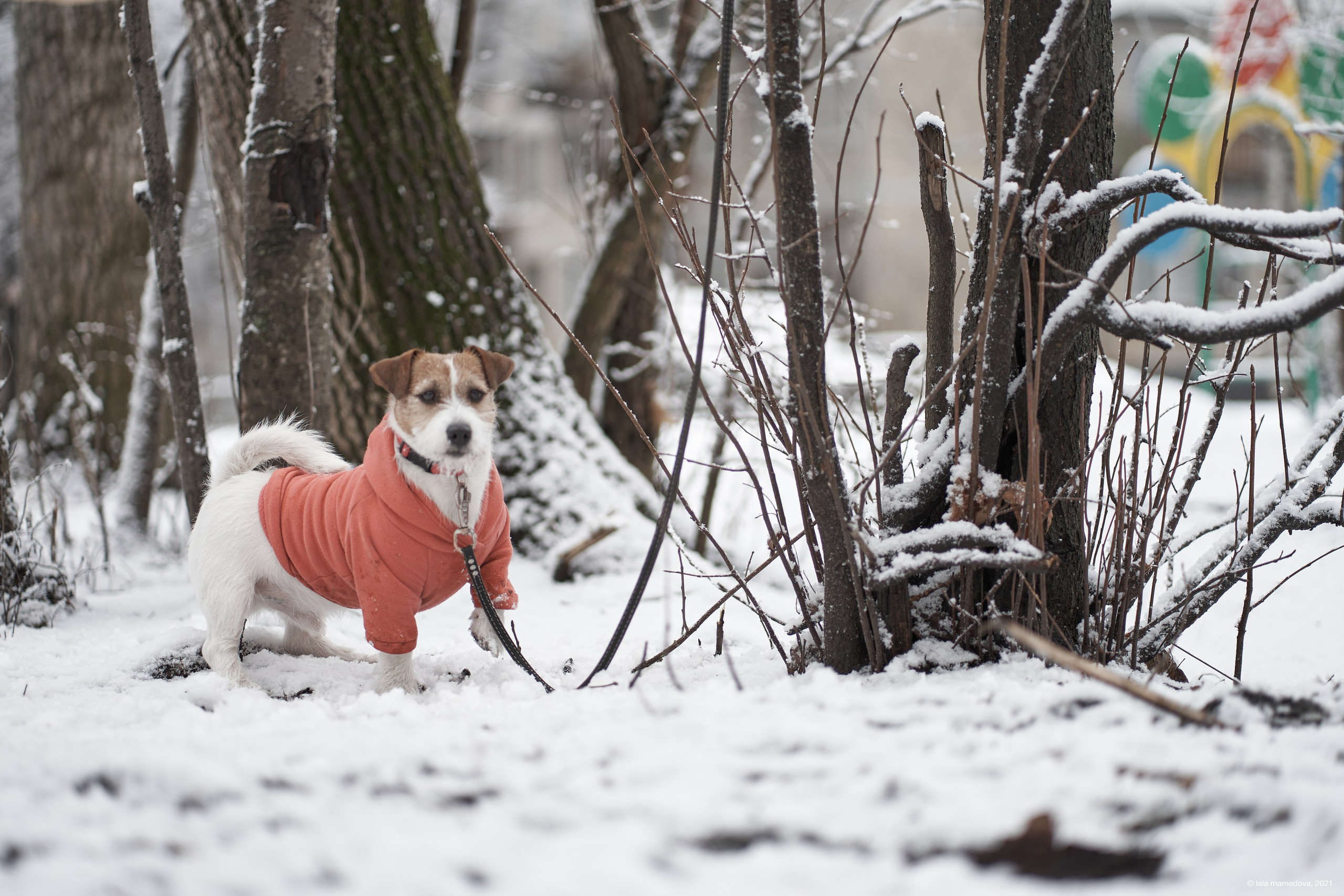 Jack Russell Terrier
