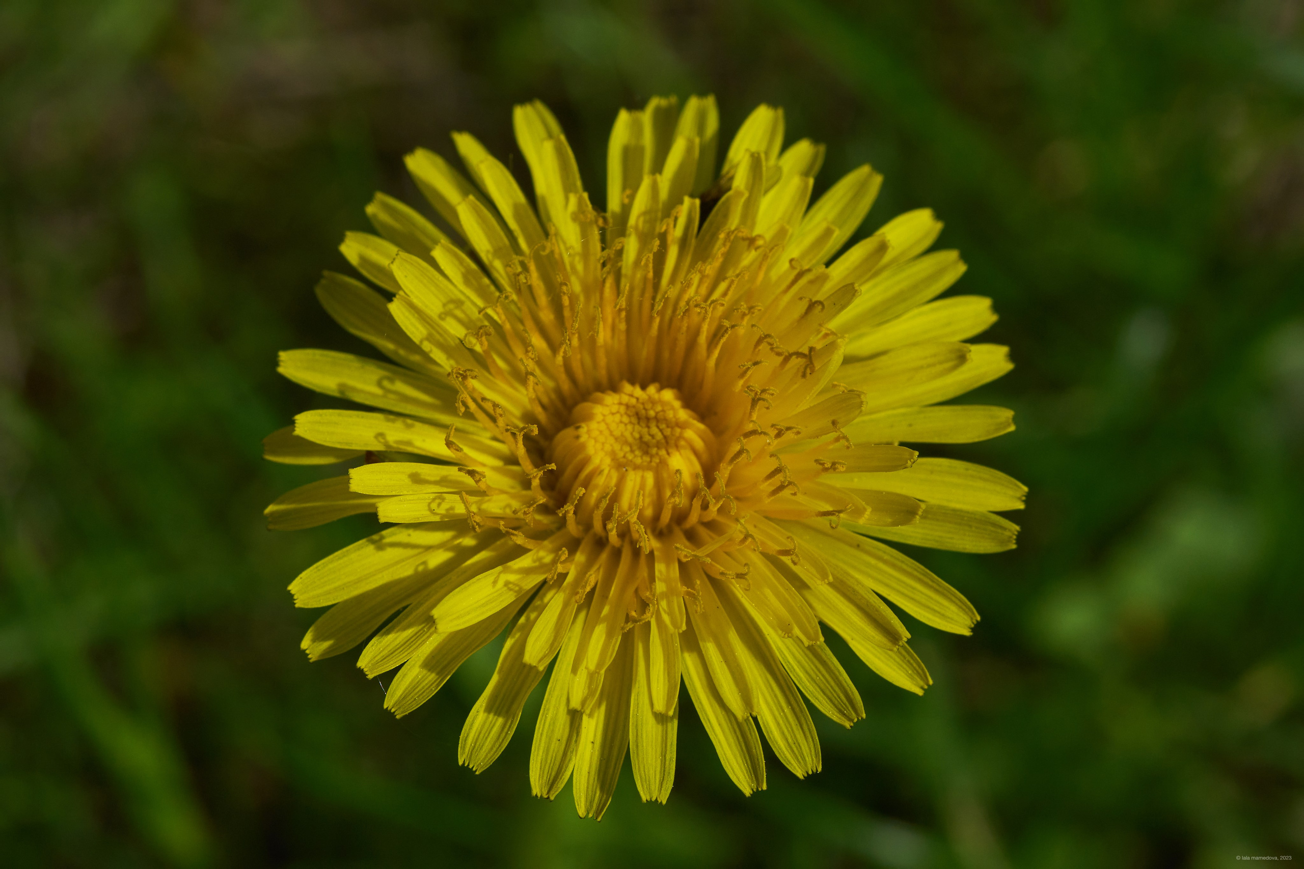Природа