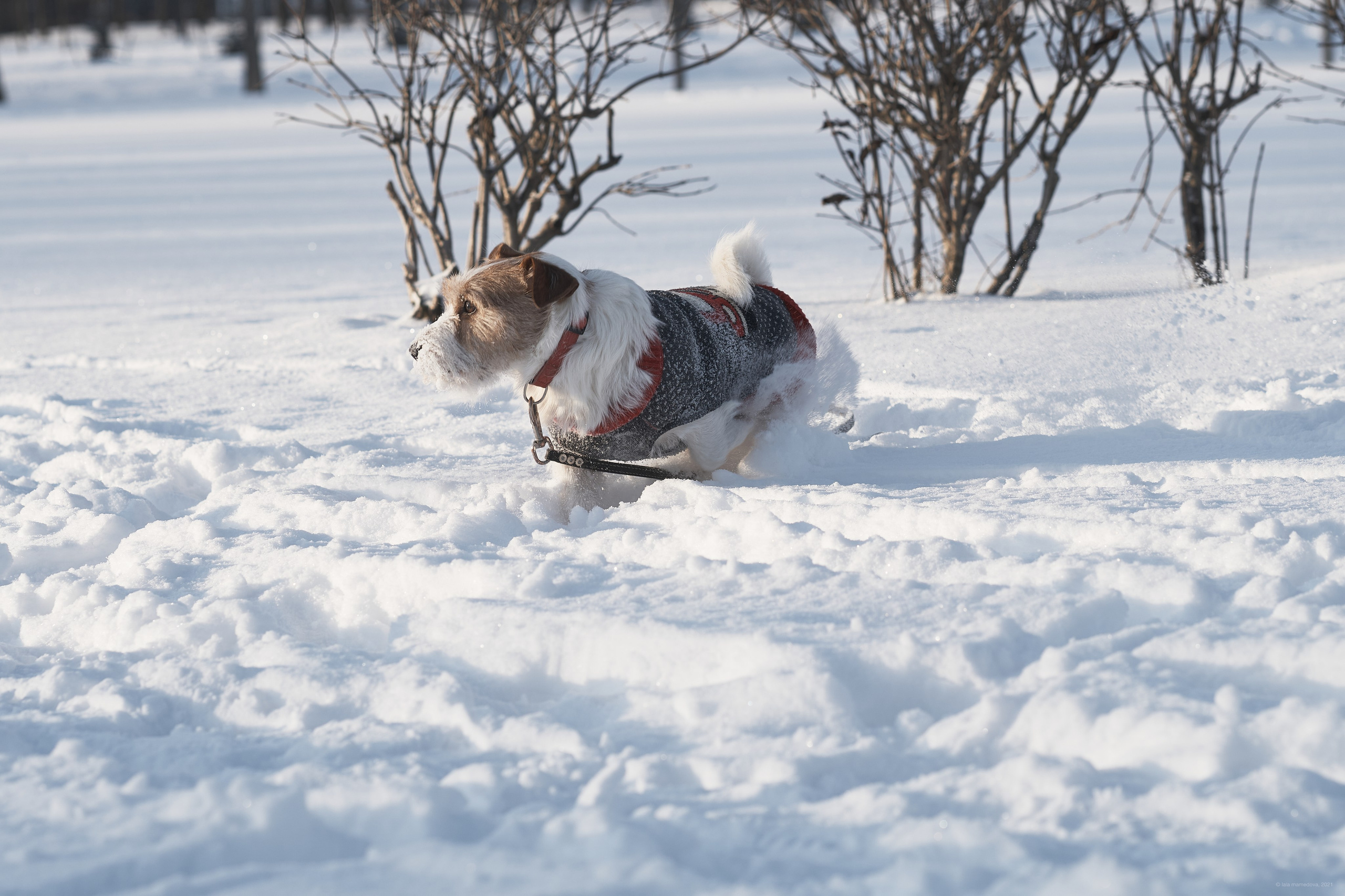 Jack Russell Terrier