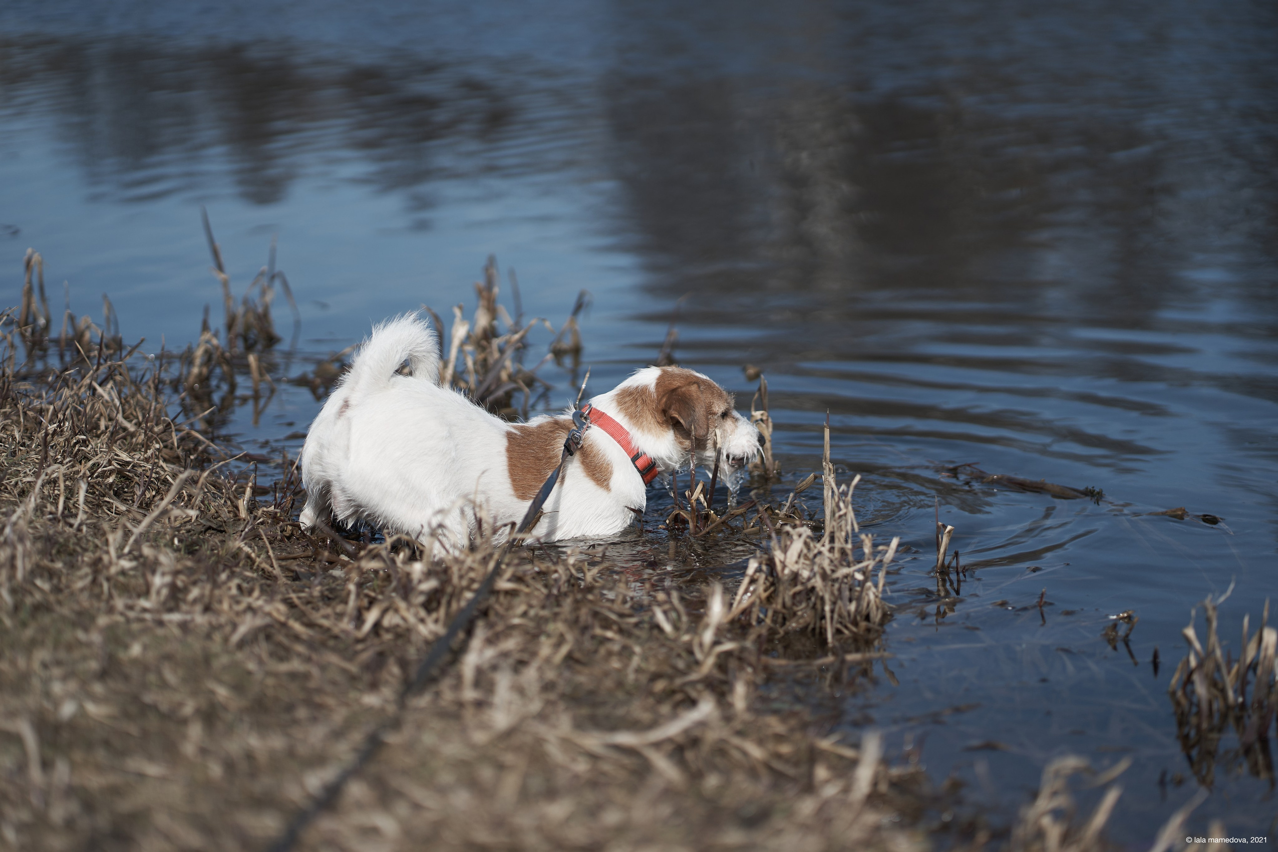 Jack Russell Terrier