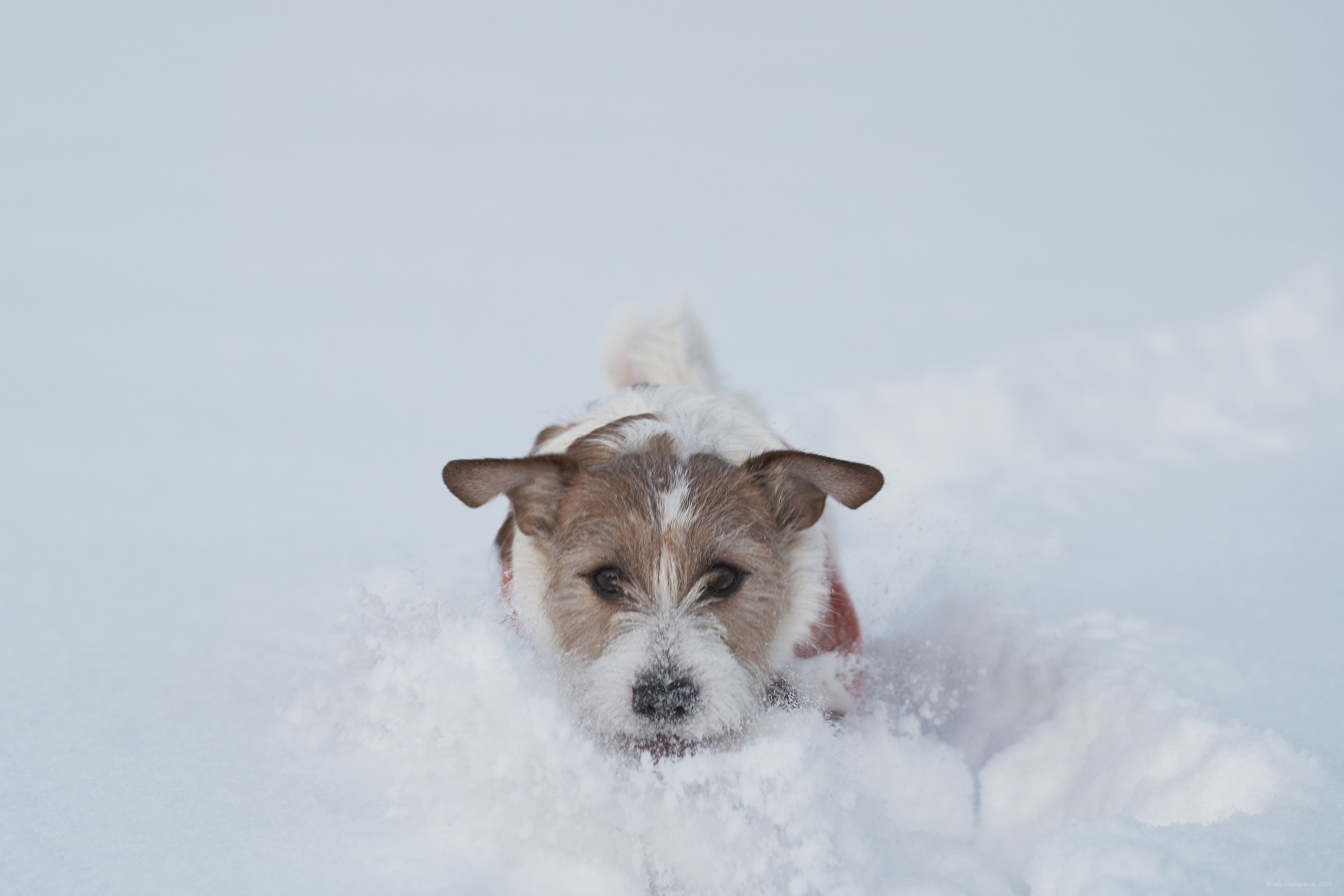 Jack Russell Terrier
