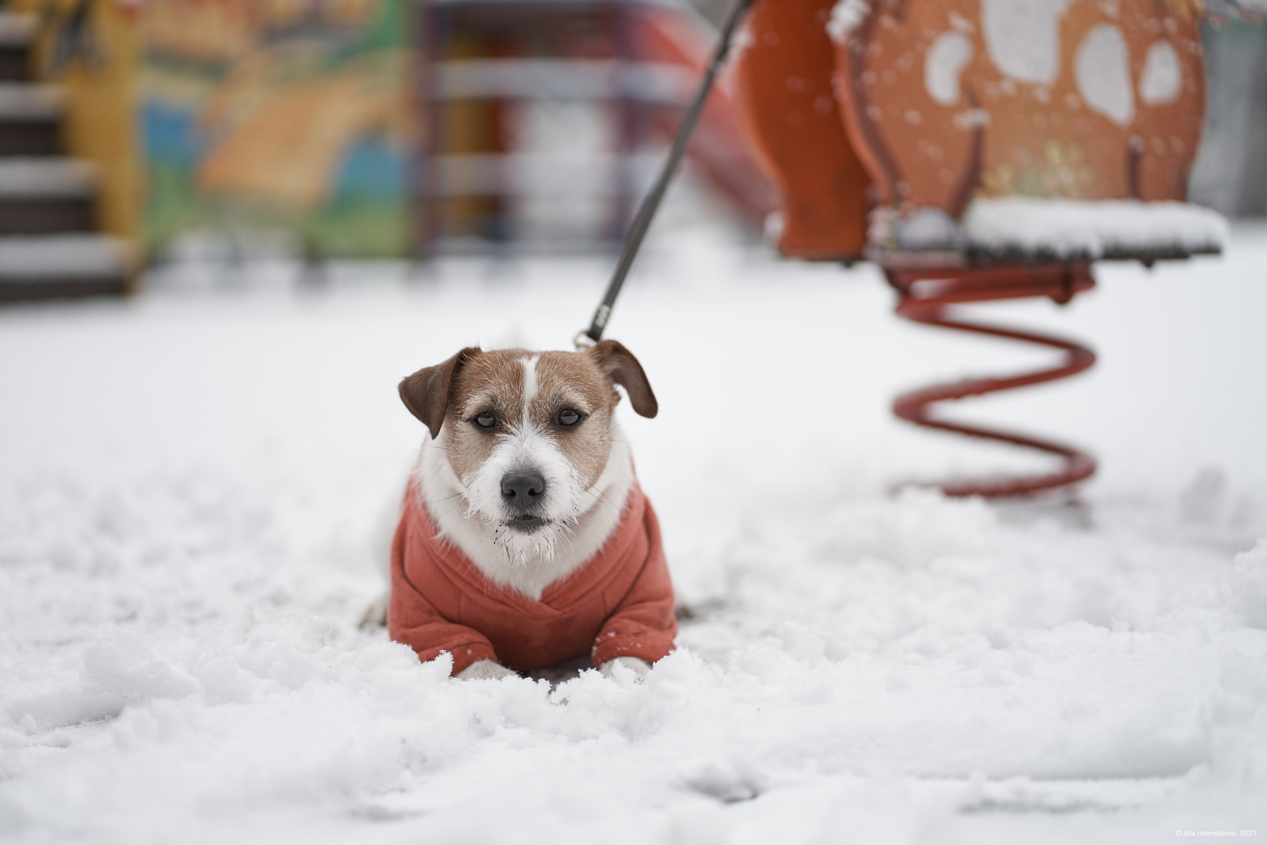 Jack Russell Terrier