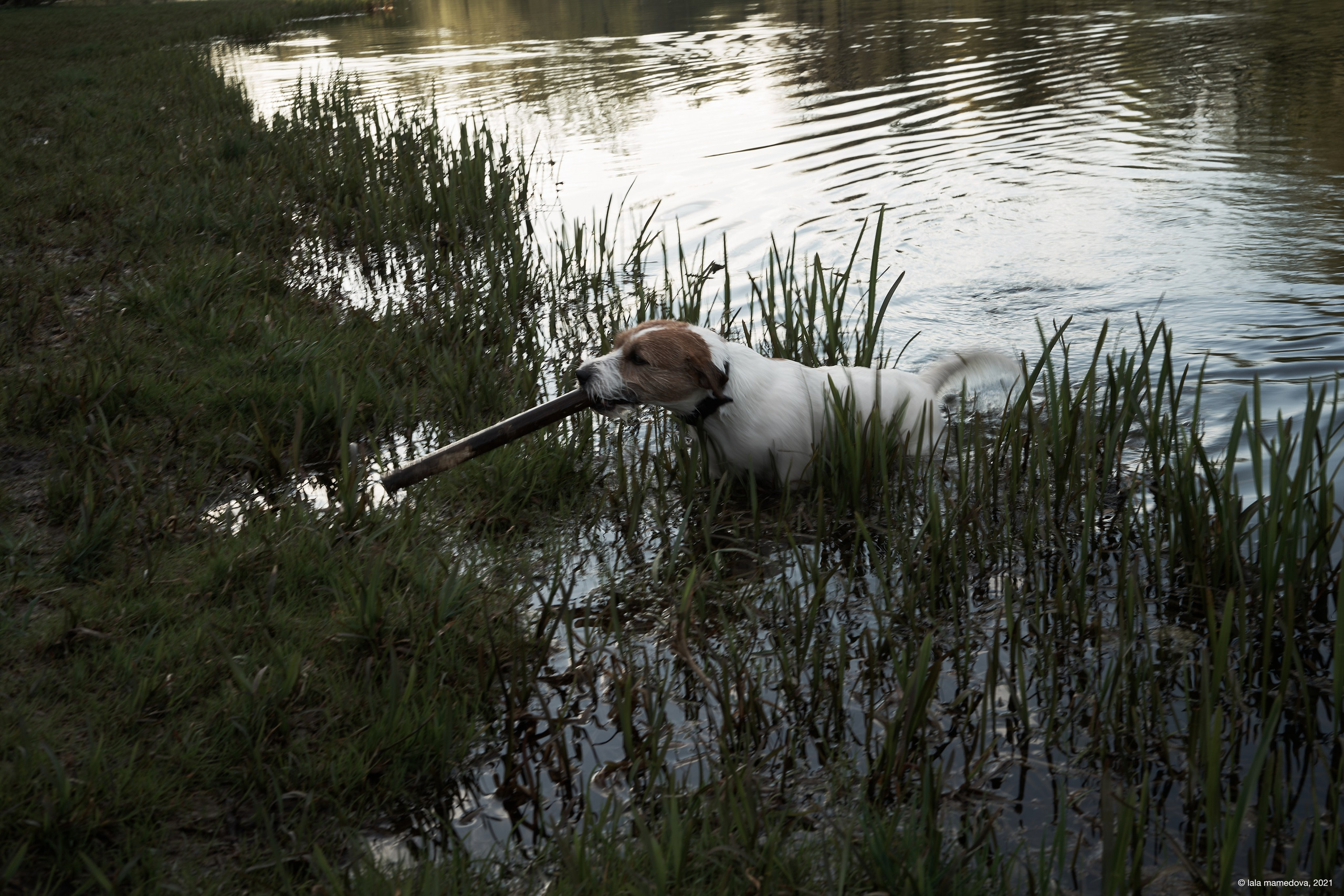 Jack Russell Terrier