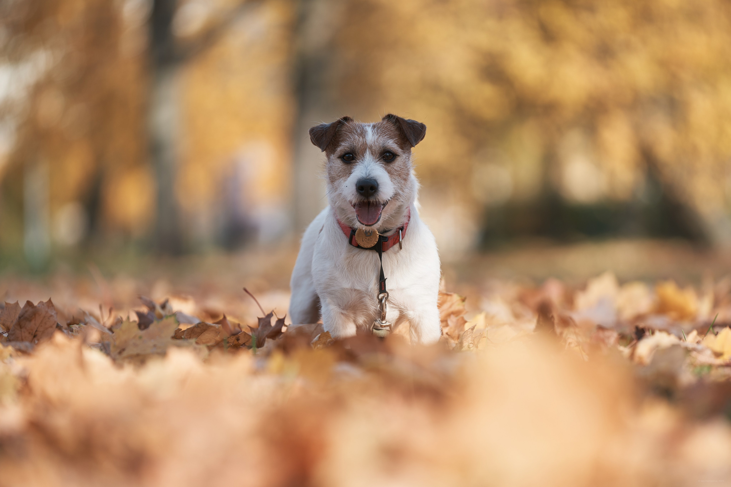 Jack Russell Terrier