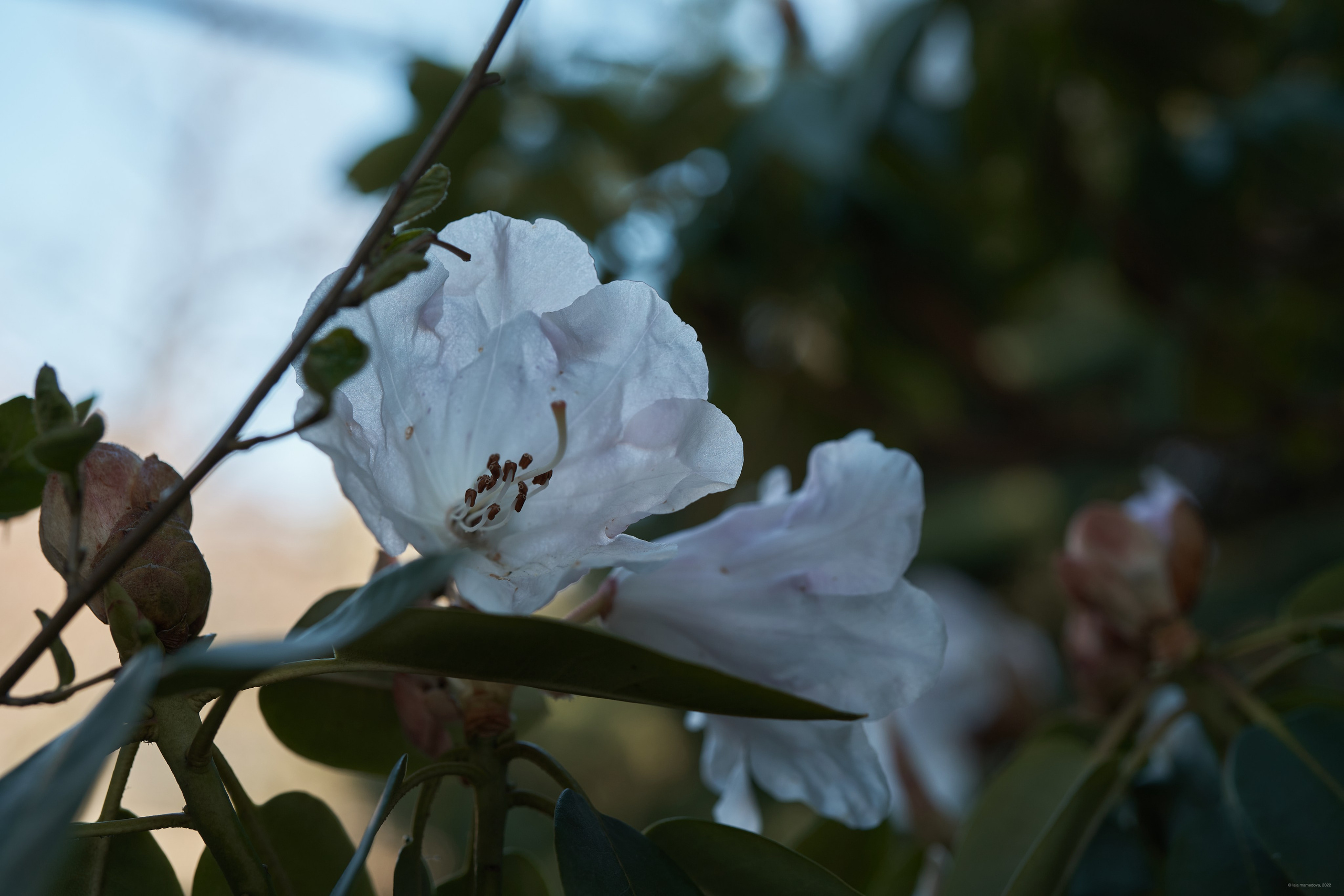 Природа