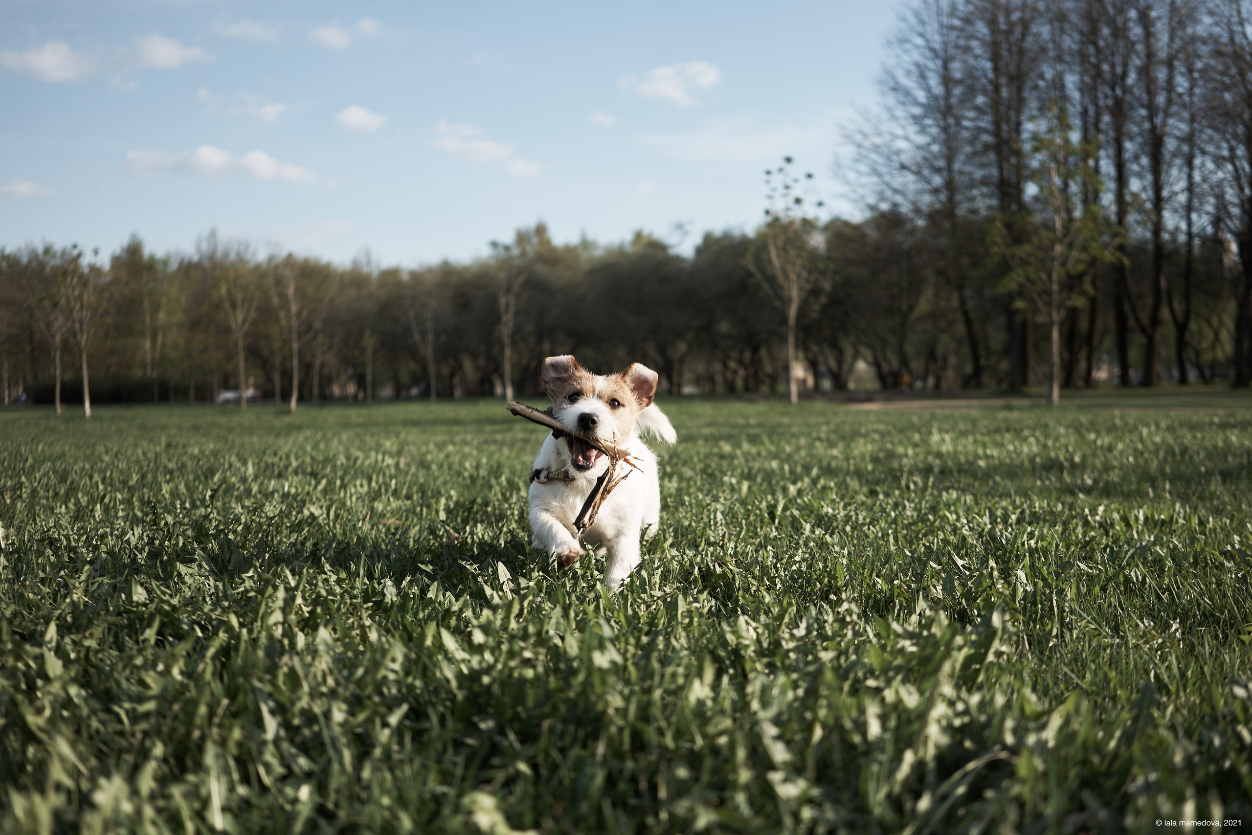 Jack Russell Terrier