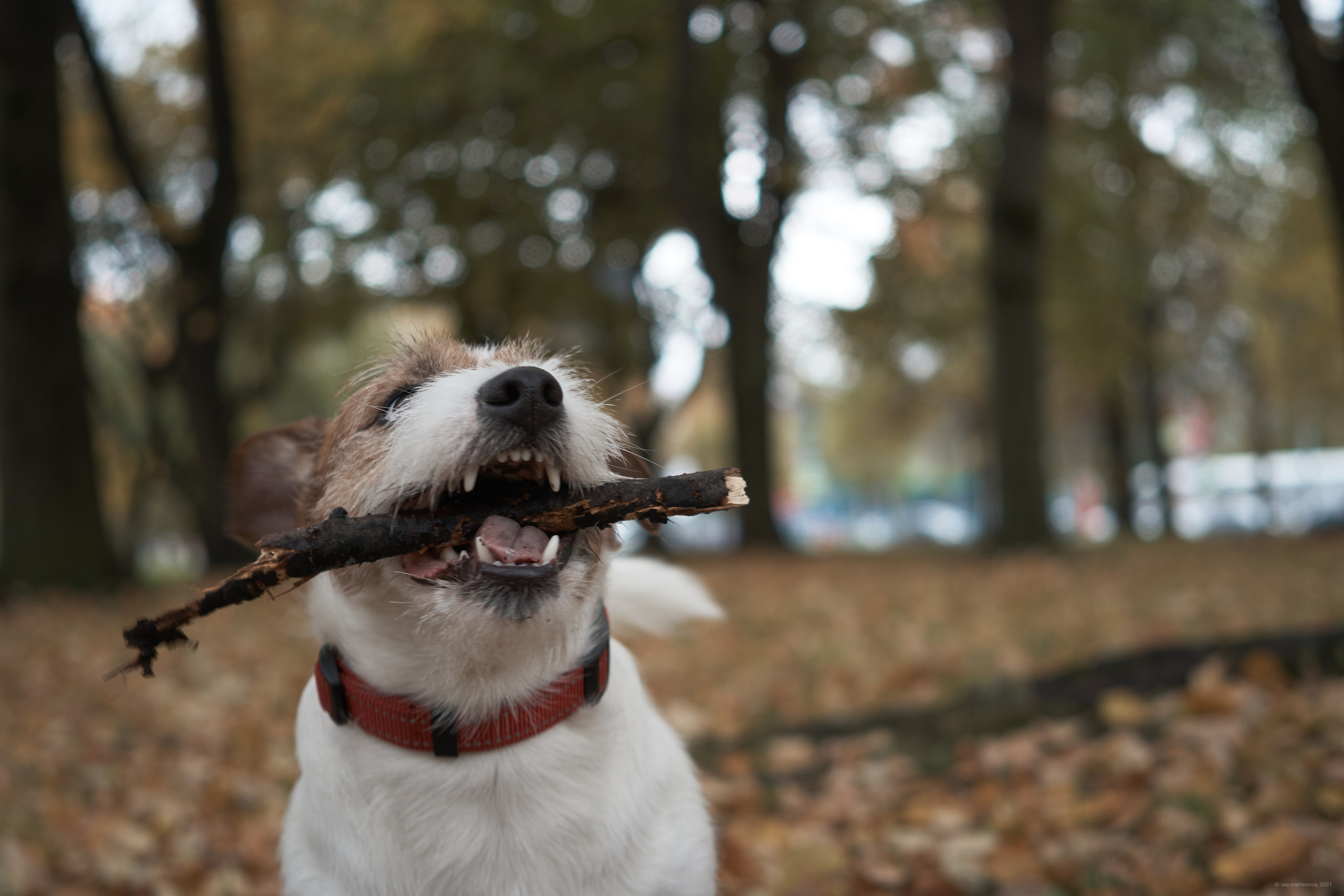 Jack Russell Terrier