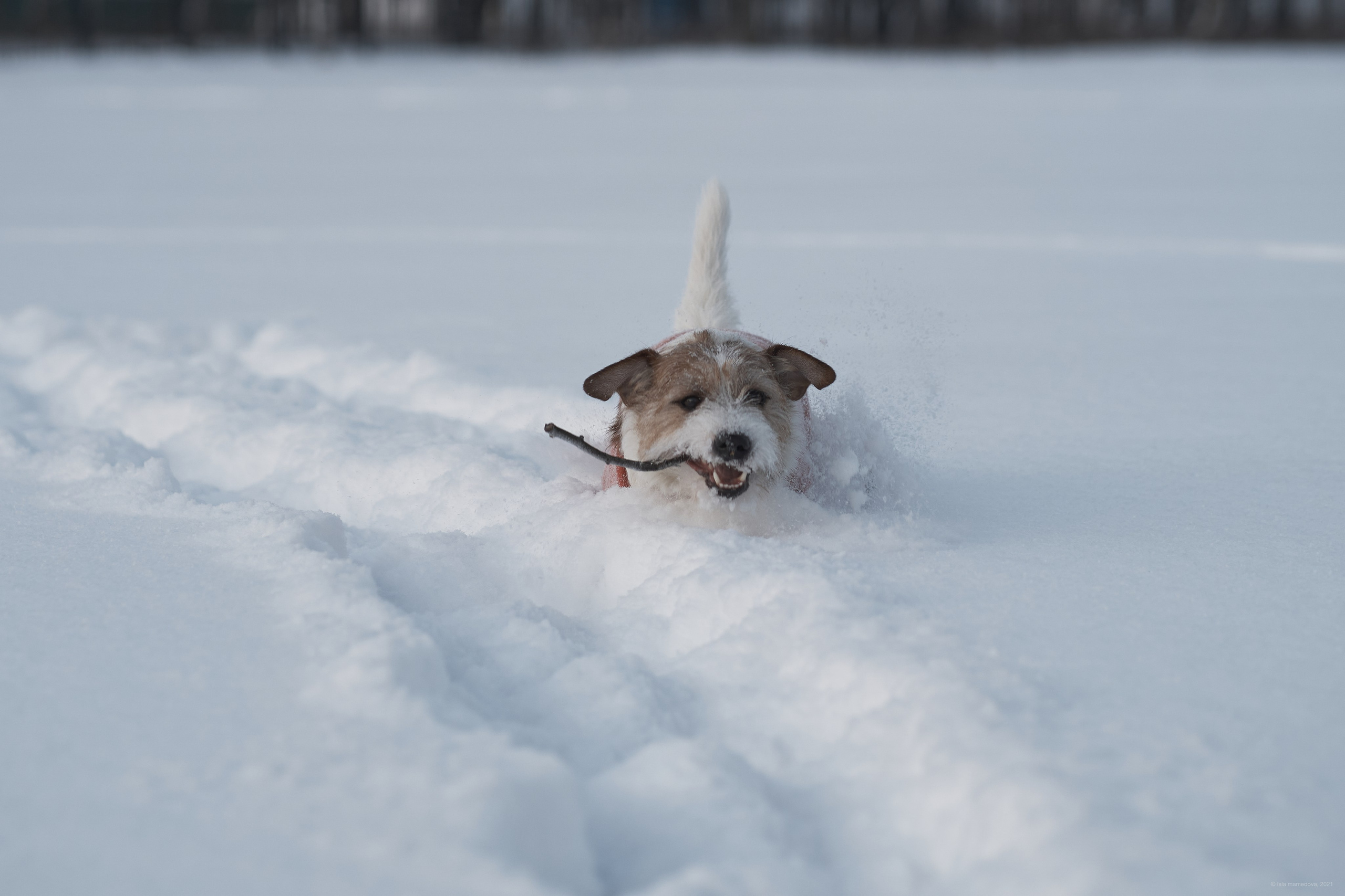 Jack Russell Terrier