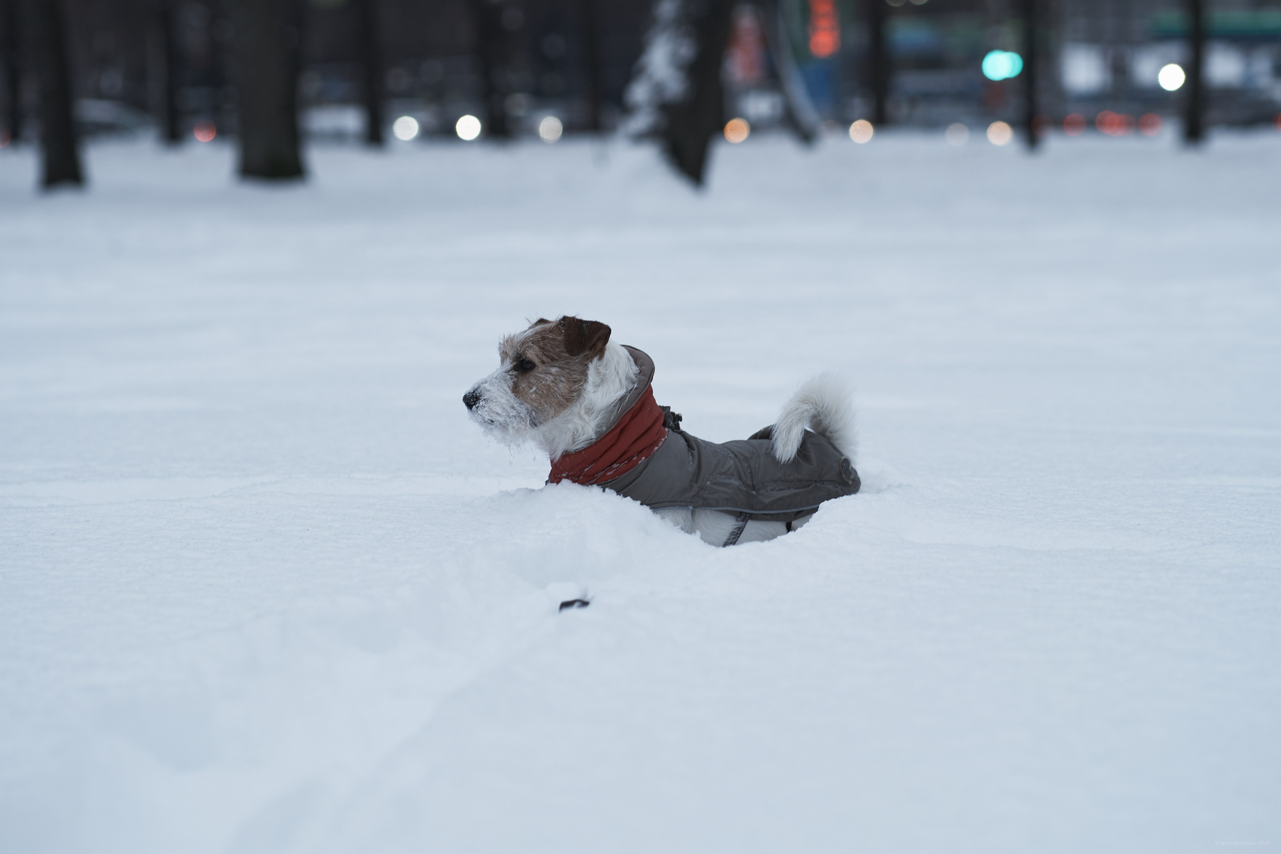 Jack Russell Terrier