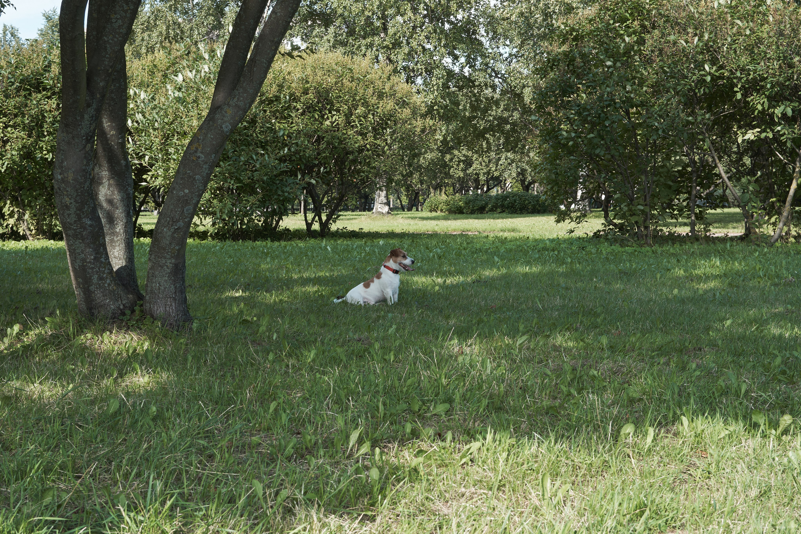 Jack Russell Terrier