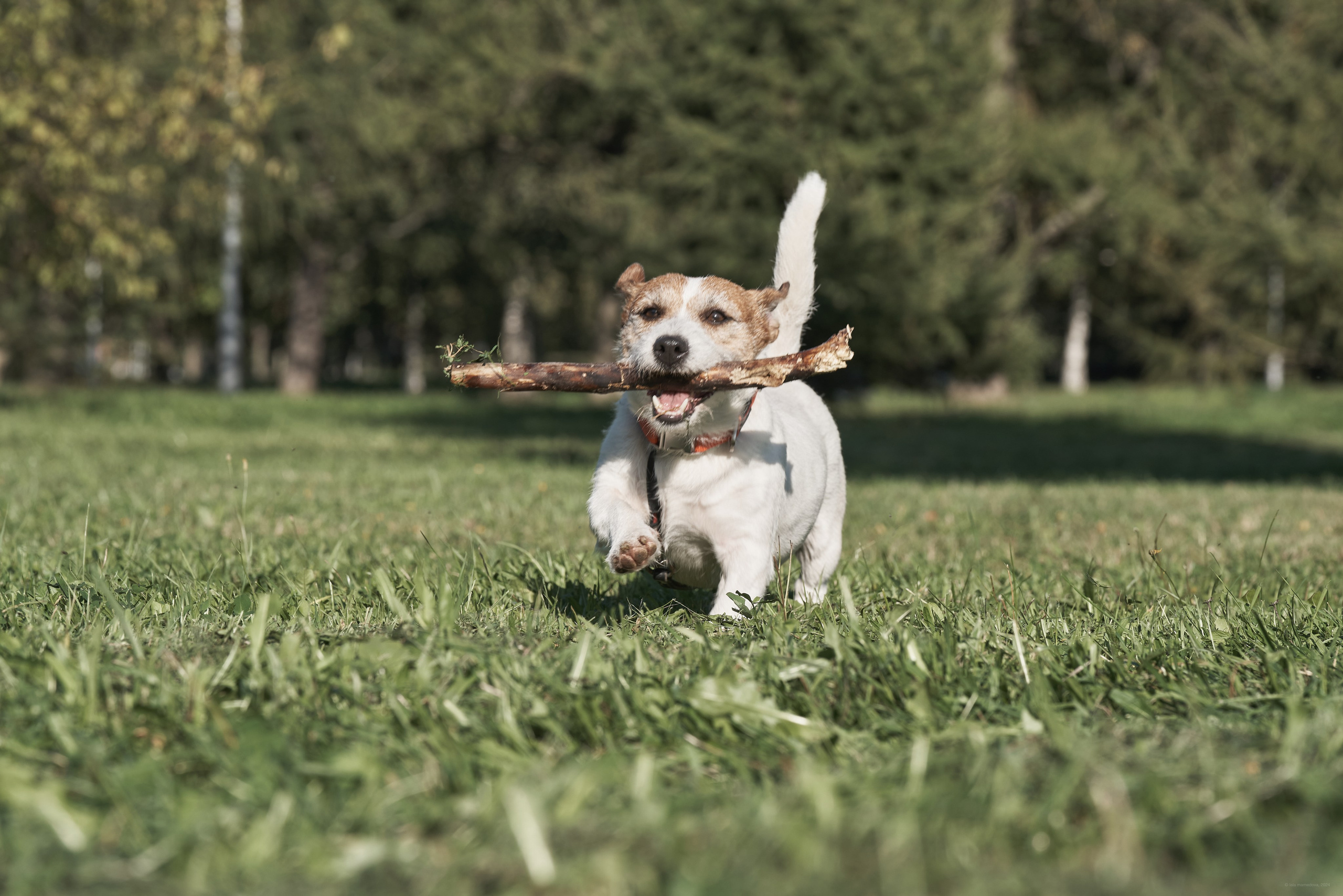 Jack Russell Terrier