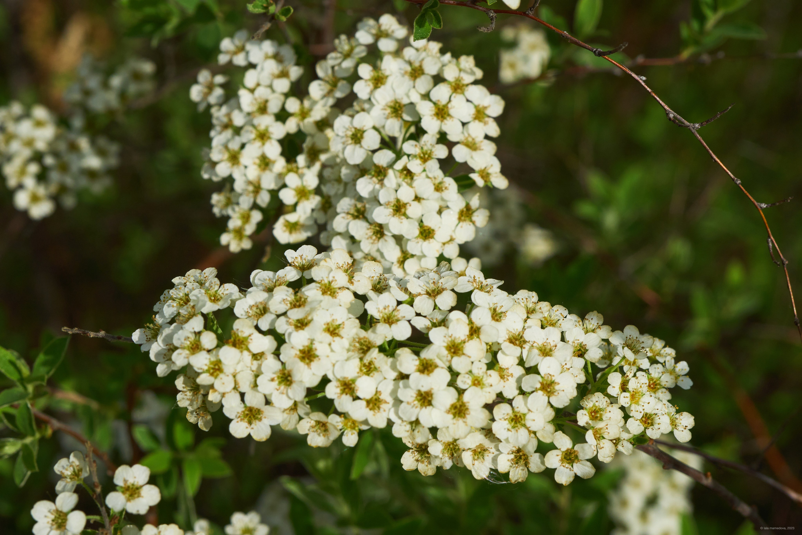 Природа