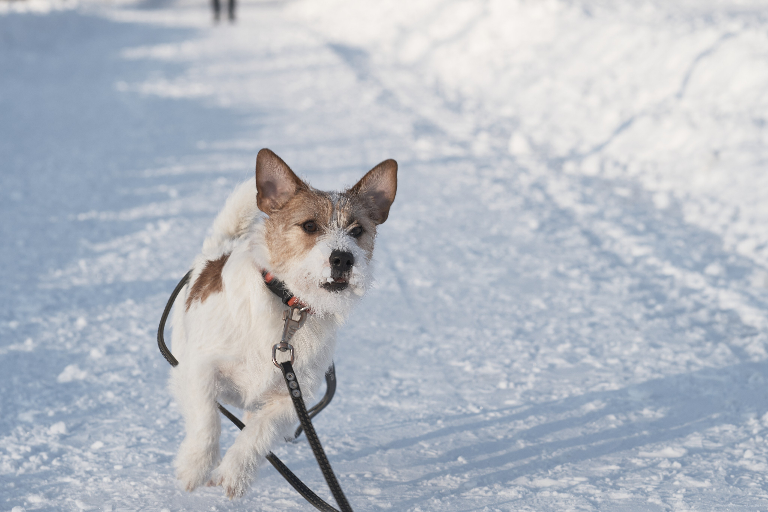 Jack Russell Terrier