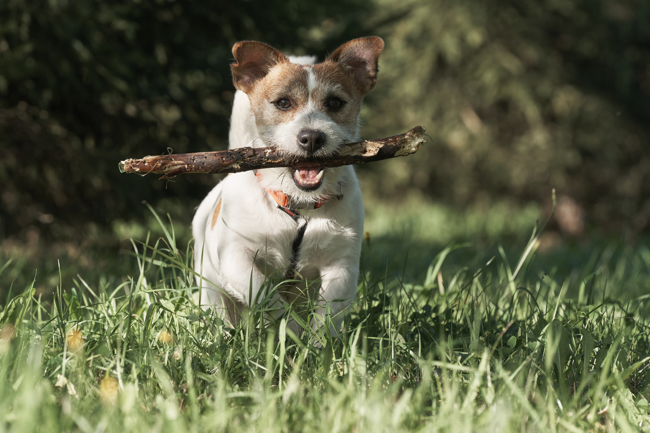 Jack Russell Terrier