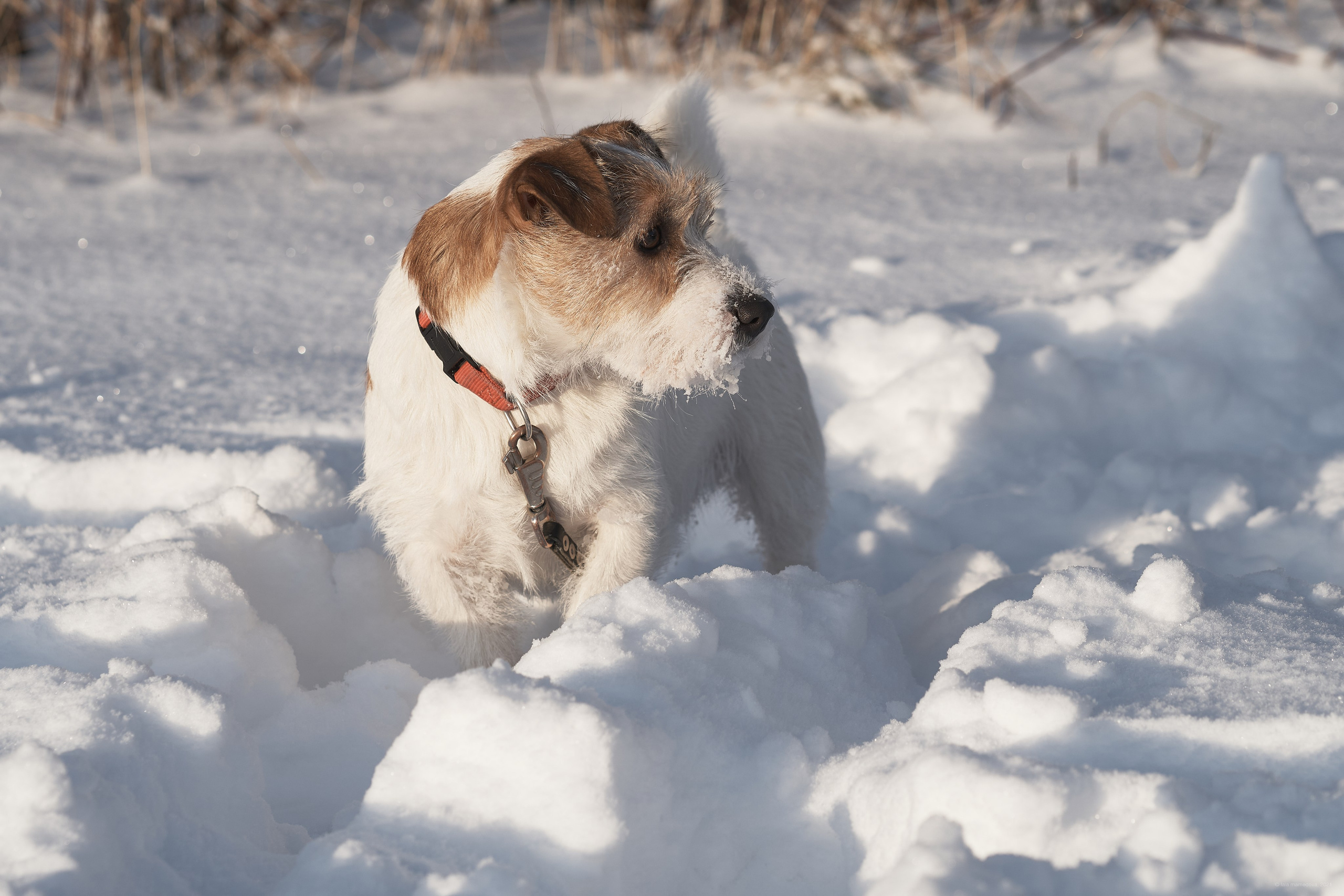 Jack Russell Terrier
