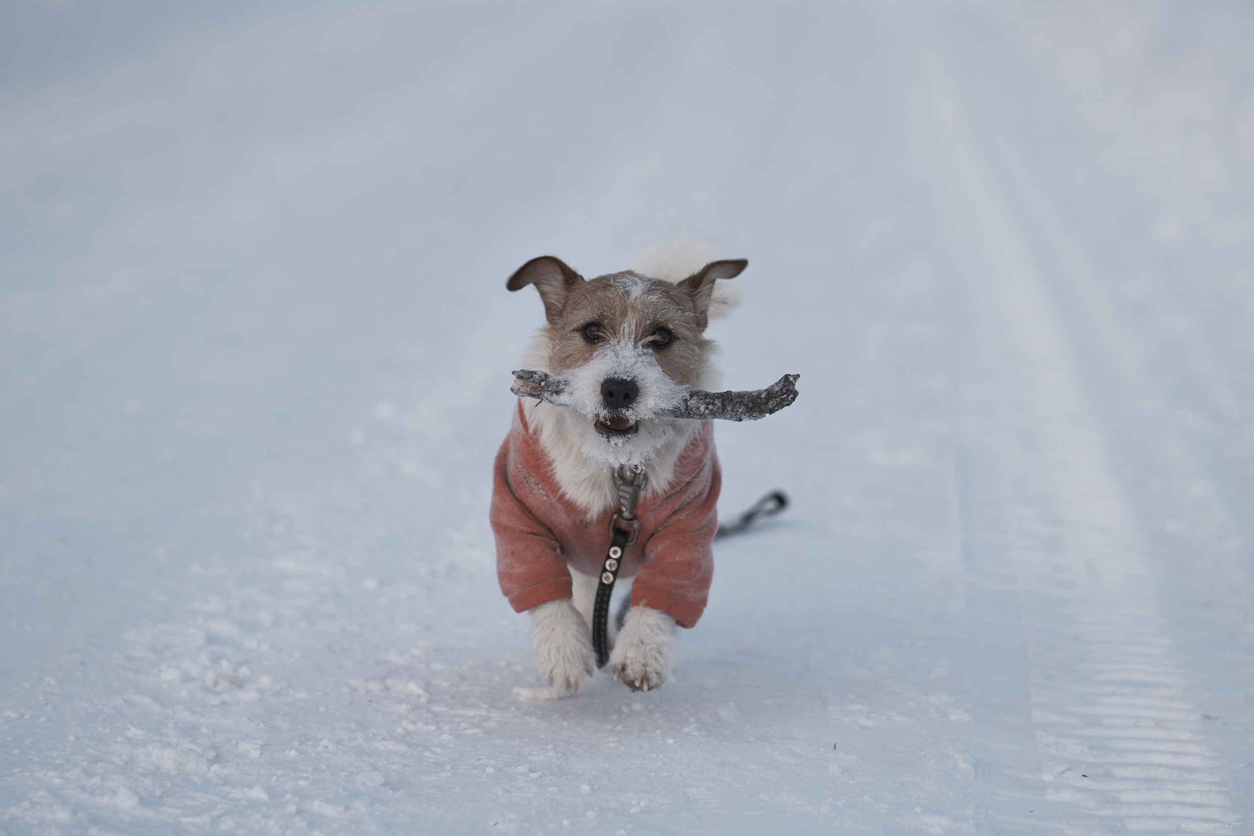 Jack Russell Terrier