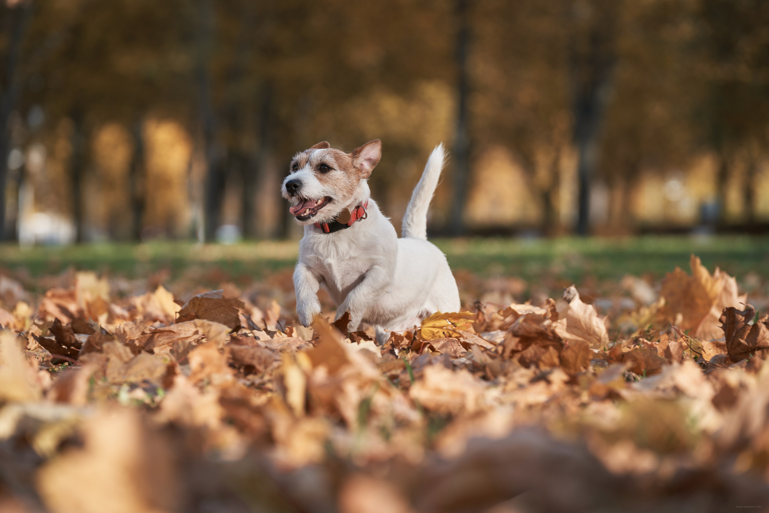 Jack Russell Terrier